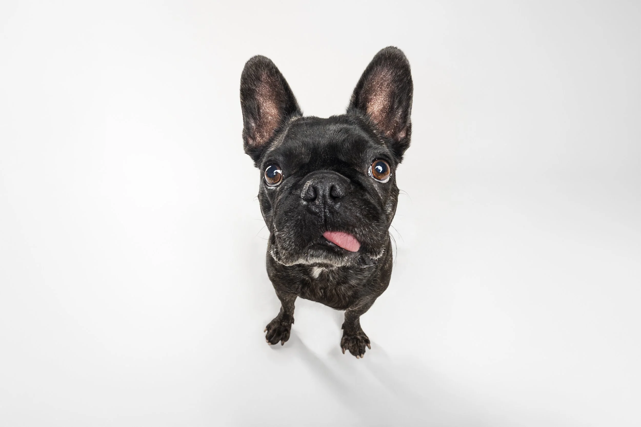 Roxy - Studio Session