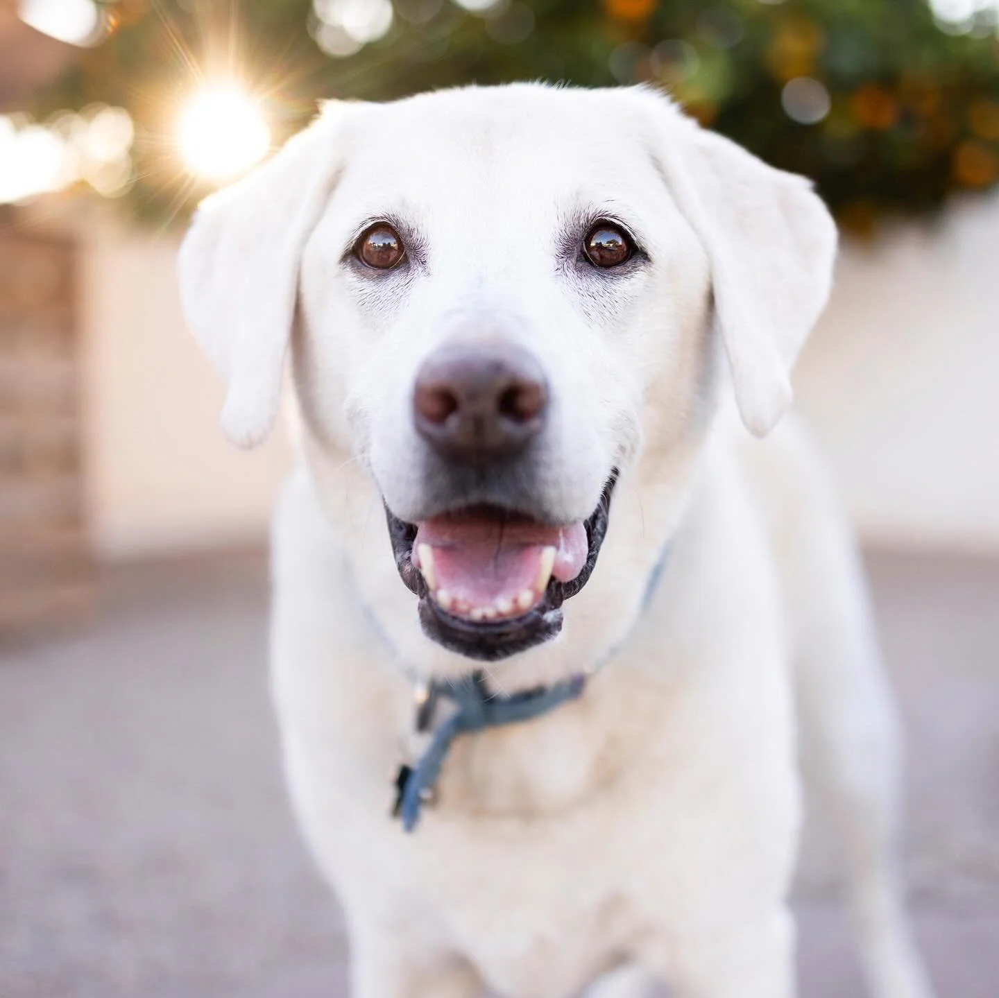 Part 2 of Ace and Annie&rsquo;s surprise Christmas session has dropped! This is Ace - the main inspiration behind the inception of this photo shoot. He&rsquo;s a daddy&rsquo;s boy and, while a little bit older, still entertained our antics playing ar