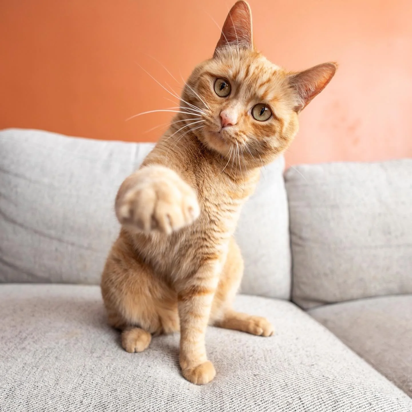 Raise your hand if you&rsquo;re a cat lover!! 🙋&zwj;♀️🙋&zwj;♀️🙋&zwj;♀️

It&rsquo;s not very often I get to photograph a kitty so it&rsquo;s extra special when that request appears in my inbox. 🧡 This is Cheddar 🧀, a spicy little tabby living his