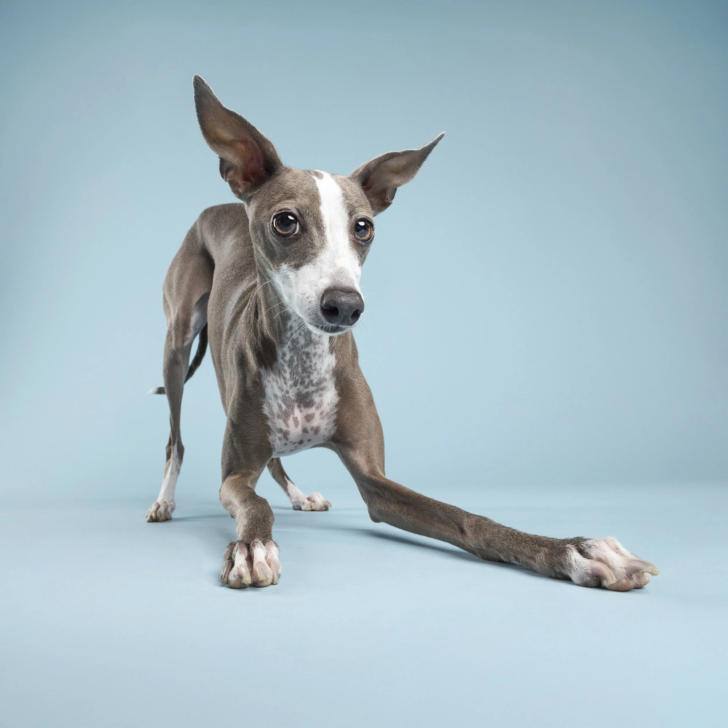 Roo - Studio Session