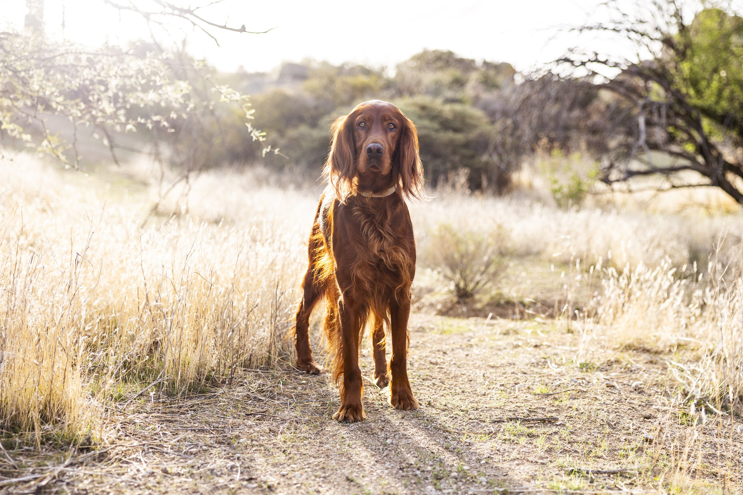Wrigley + Nelly - Scottsdale, AZ Dog Photographer