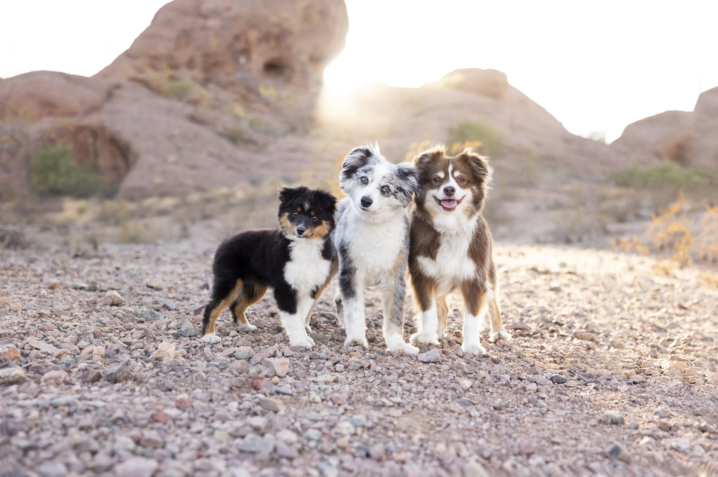 Sky, Moose + Grizzly - Phoenix, AZ Pet Photographer