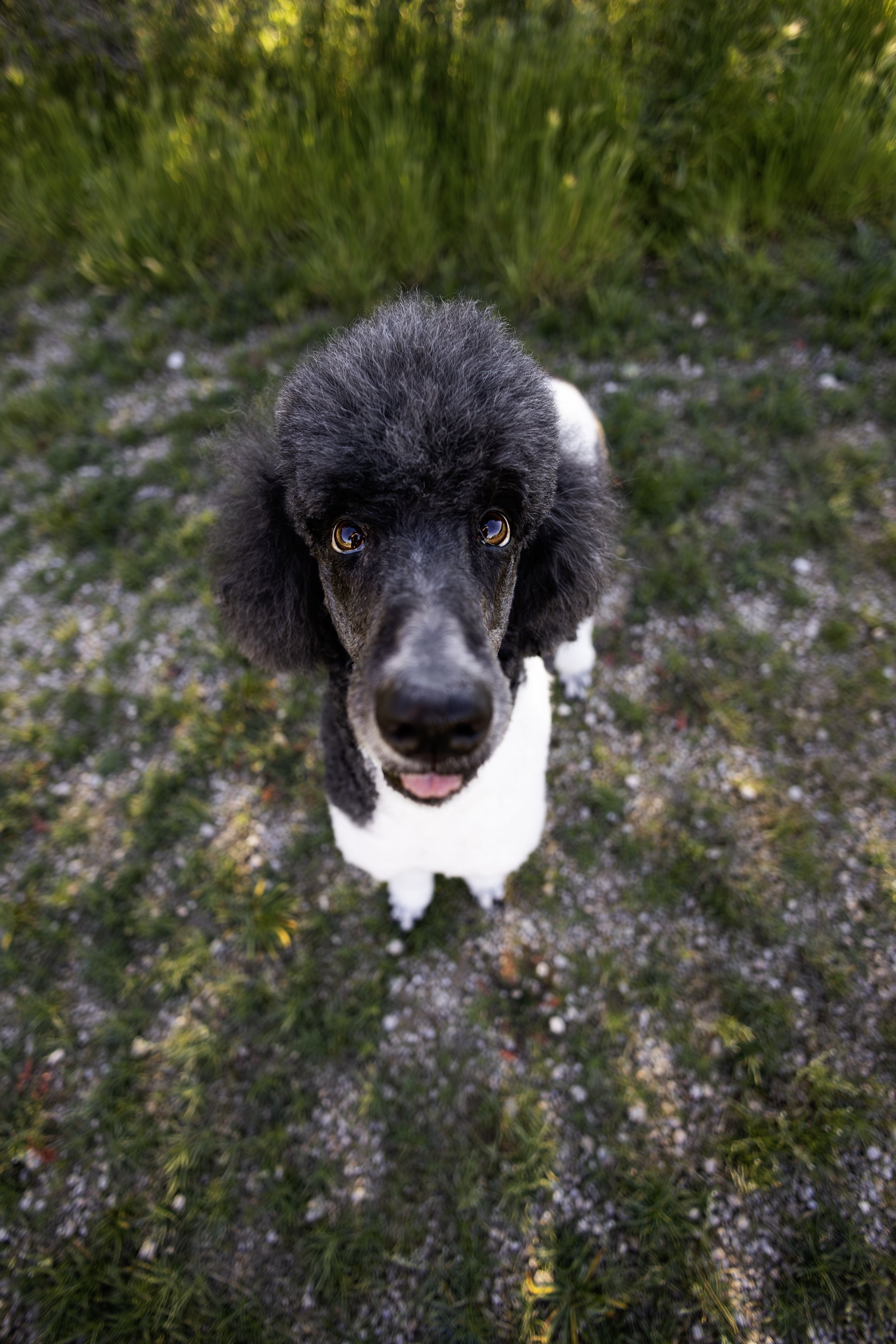 Maja - Scottsdale,AZ Pet Photographer