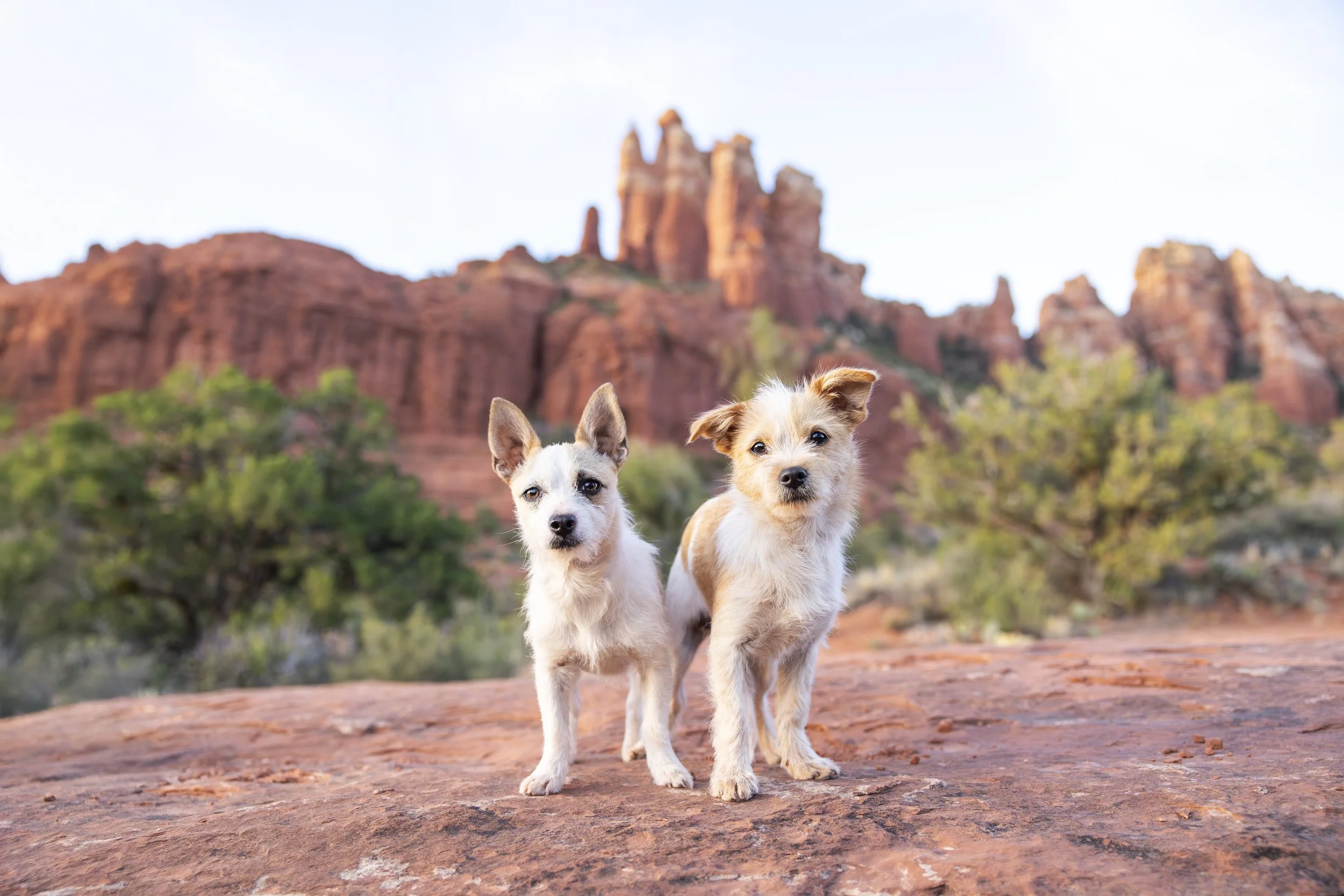 Noel + Hashbrown - Sedona, AZ Pet Photographer