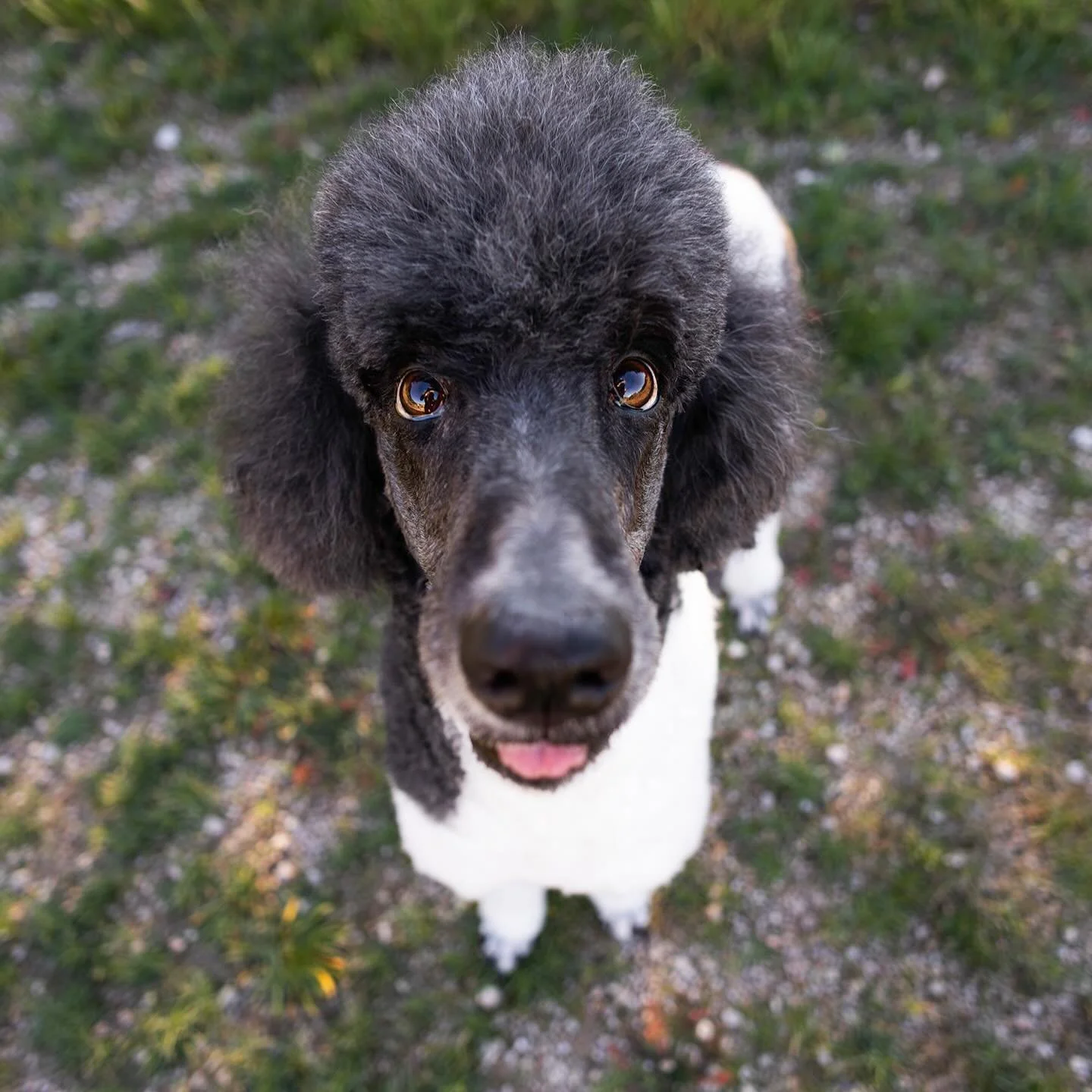 Sneak peak from Maja&rsquo;s session out in the gorgeous McDowell Mountains. Maja is the absolute sweetest living memory of her late human dad. After his passing, Maja was adopted by his daughter and is now treasured more than ever expected. With eve