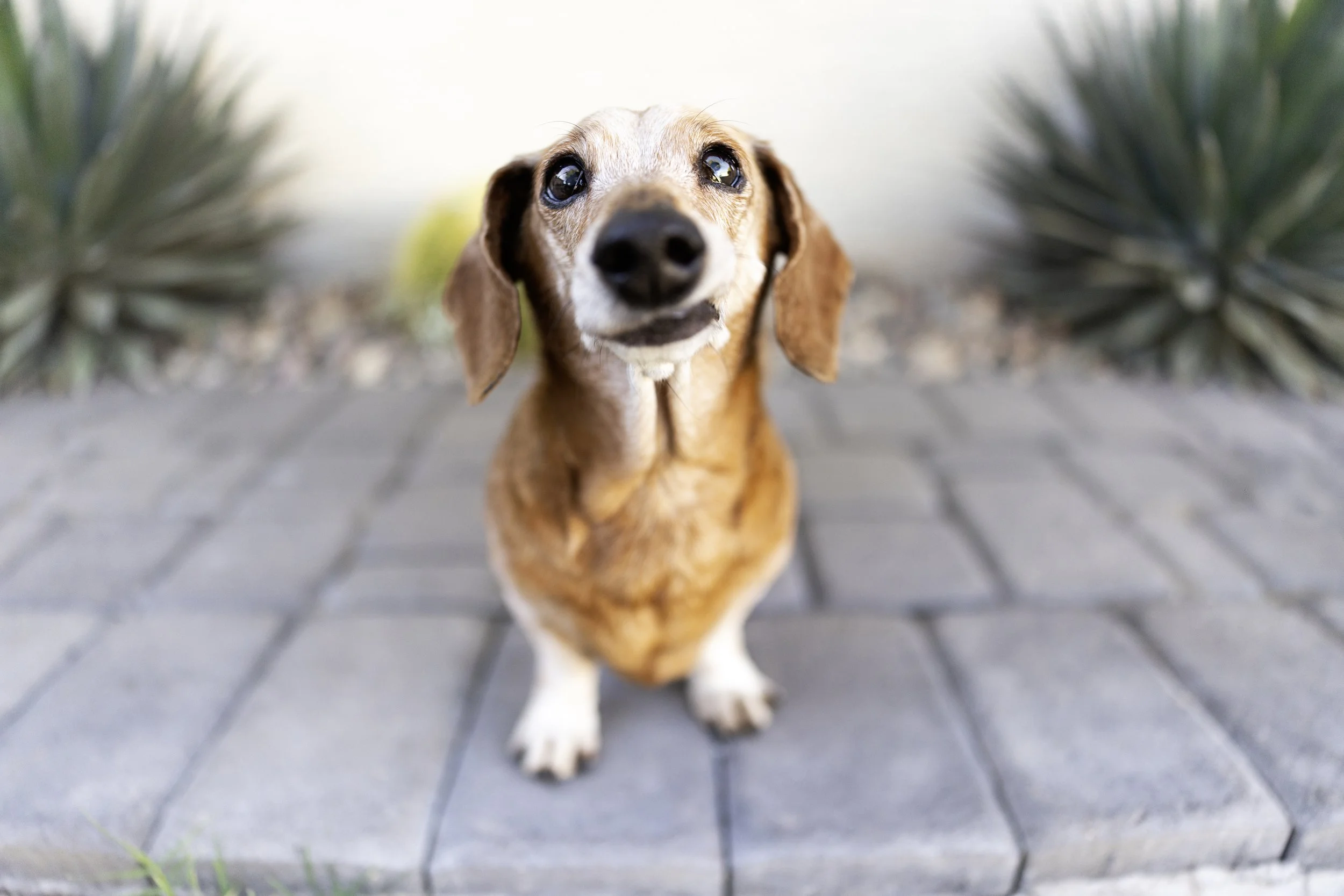 Lou - Scottsdale, AZ Dog Photographer