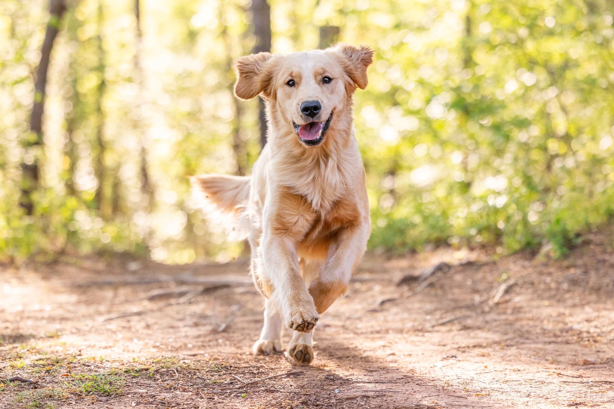 Golden retriever puppy running on a dirt trail in a sunlit forest