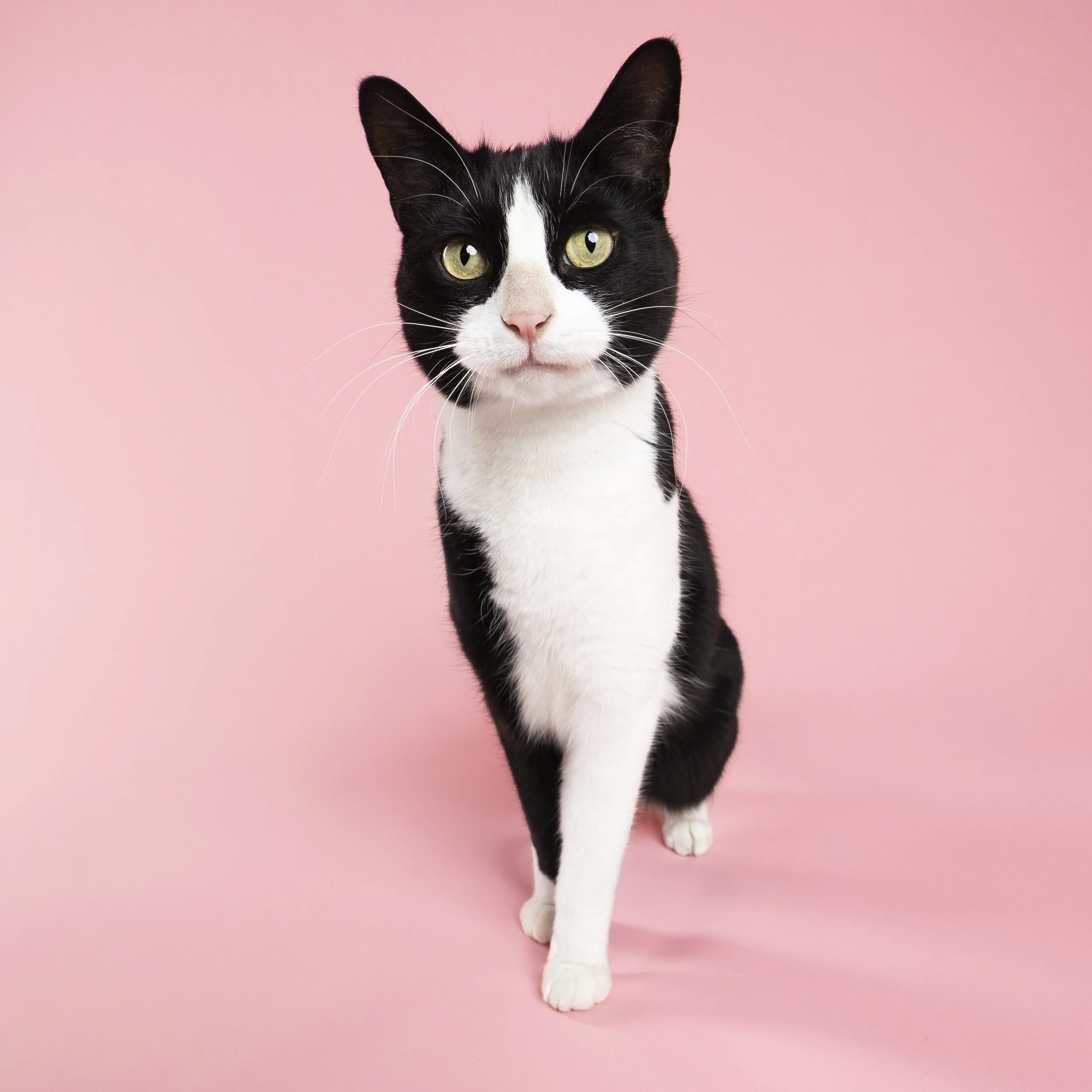 Black and white cat walking on pink background