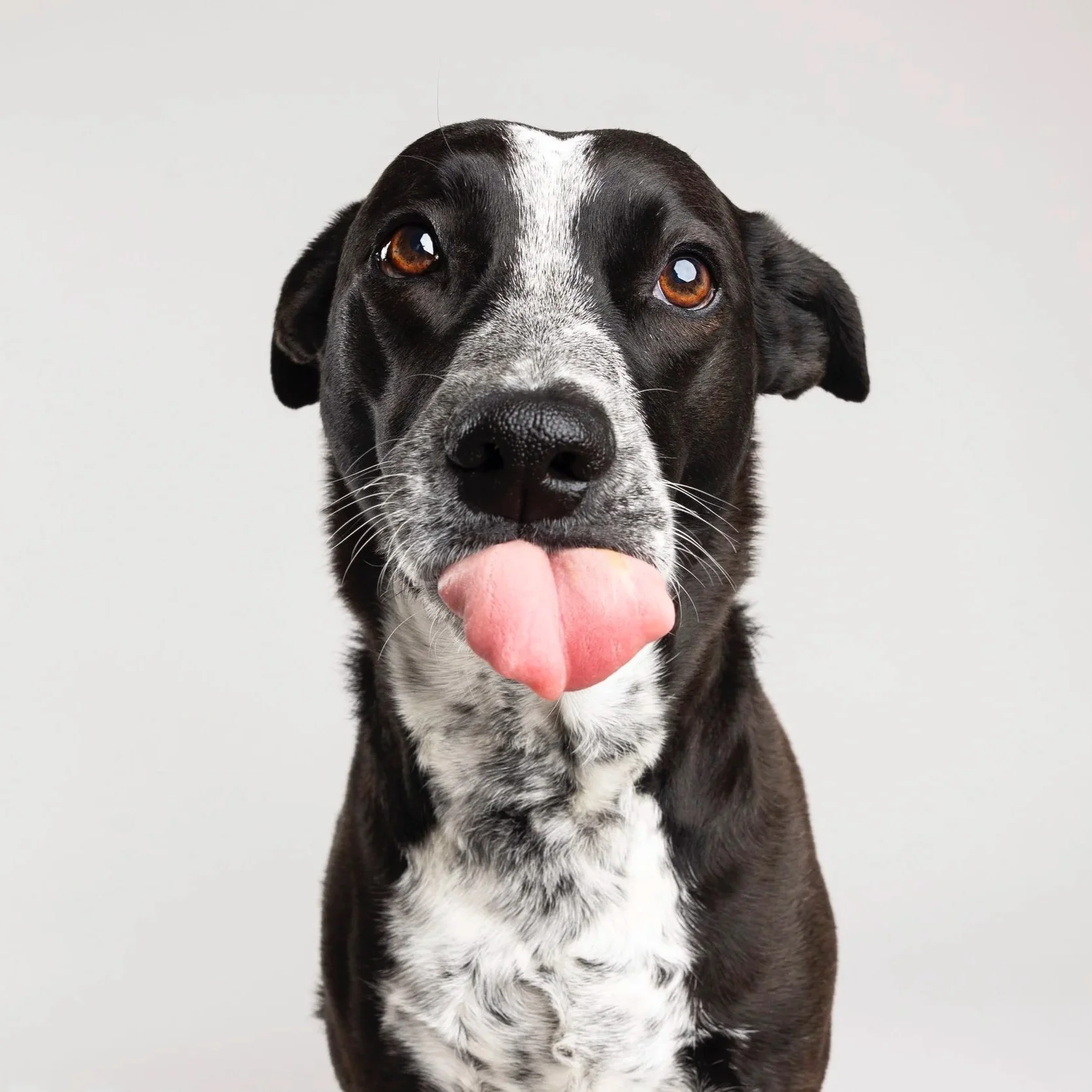 Close-up of a black and white dog with its tongue out, looking at the camera on a plain background.