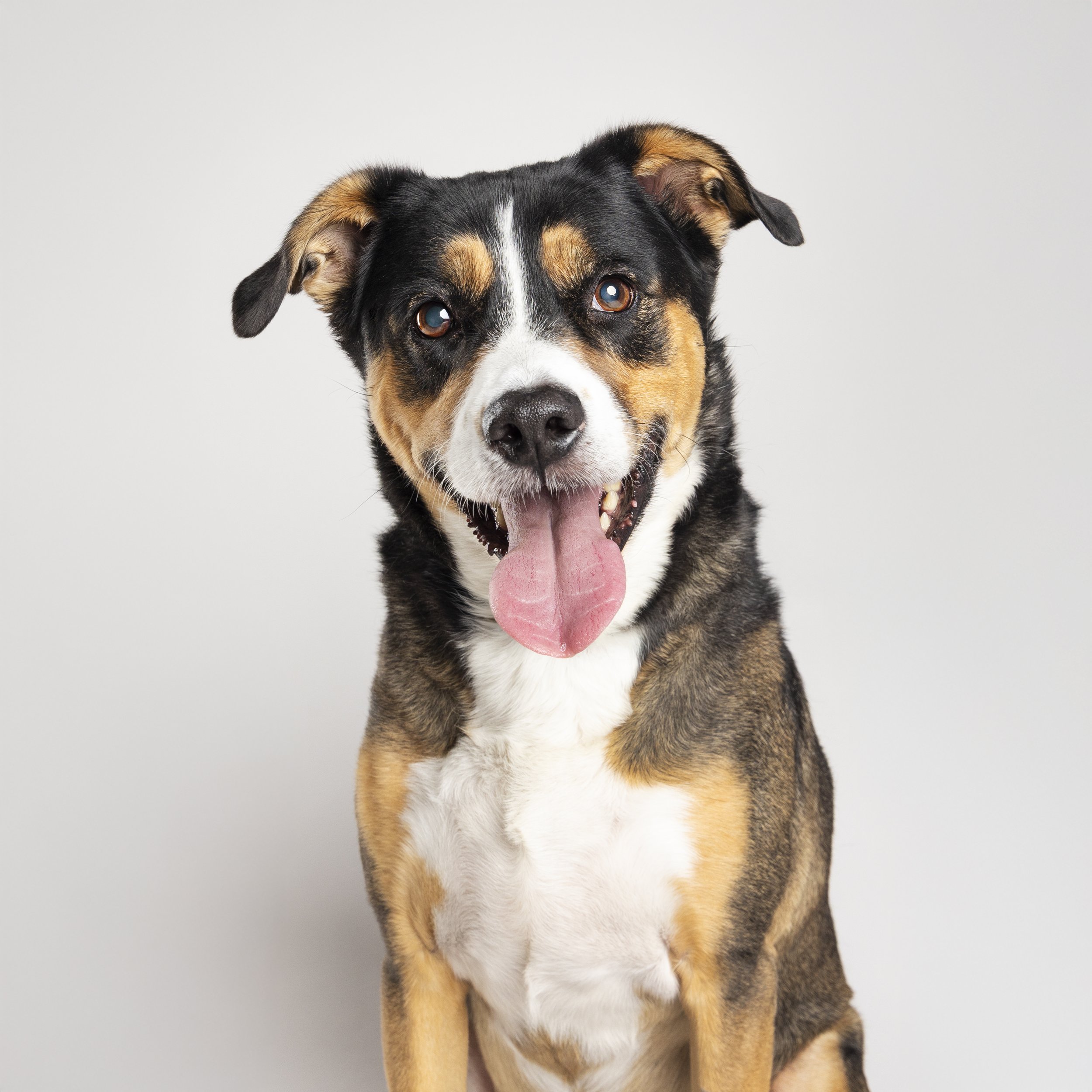 Happy mixed-breed dog with black, brown, and white fur, sitting against a plain gray background, with its tongue out.