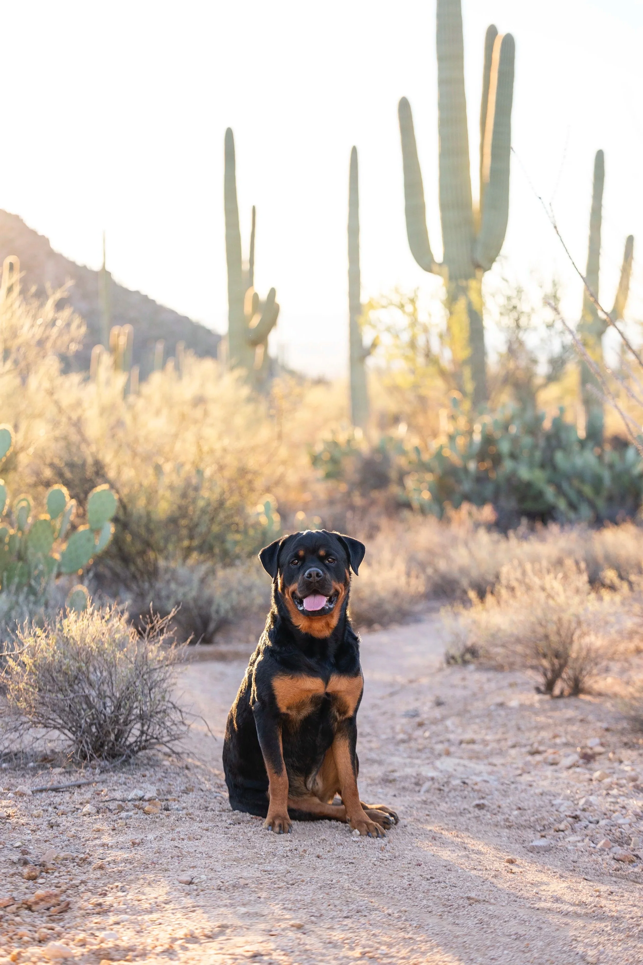 A Rottweiler dog sitting on a dirt trail in a desert landscape with cacti and desert plants, during sunset or sunrise.