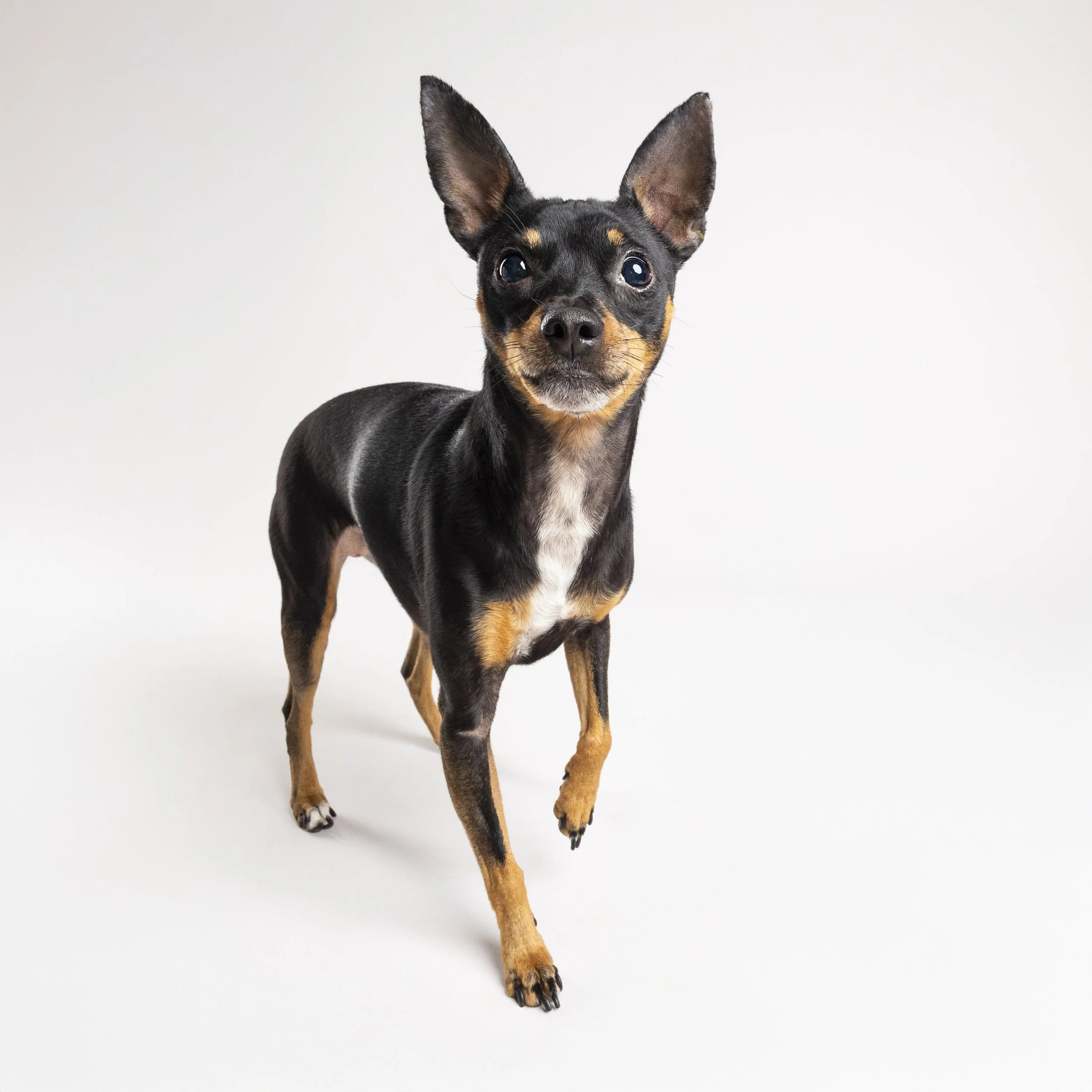 Small black and tan dog walking towards the camera on a white background.