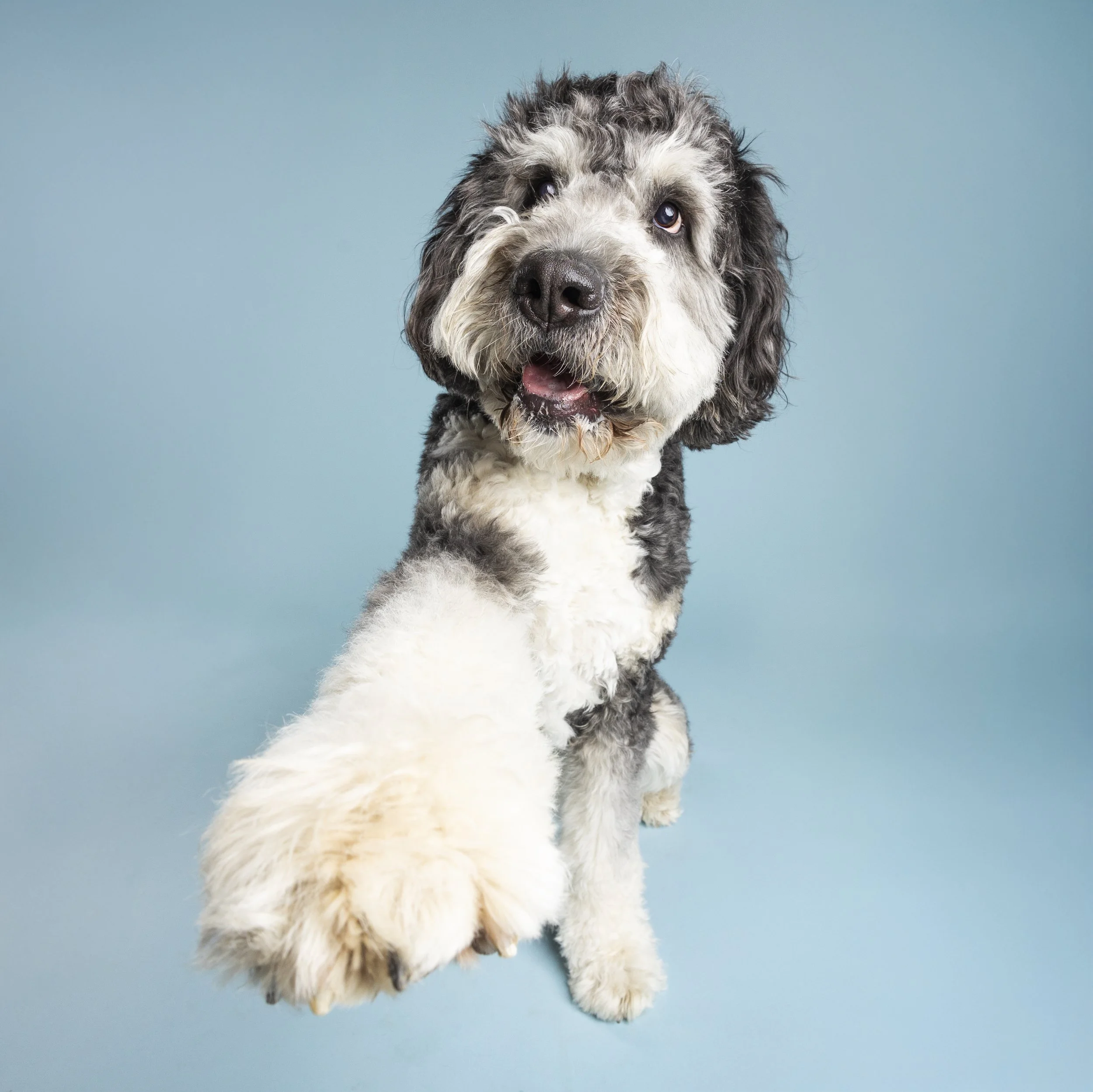 A cute, fluffy black and white dog with expressive eyes, extending its paw toward the camera, against a plain blue background.