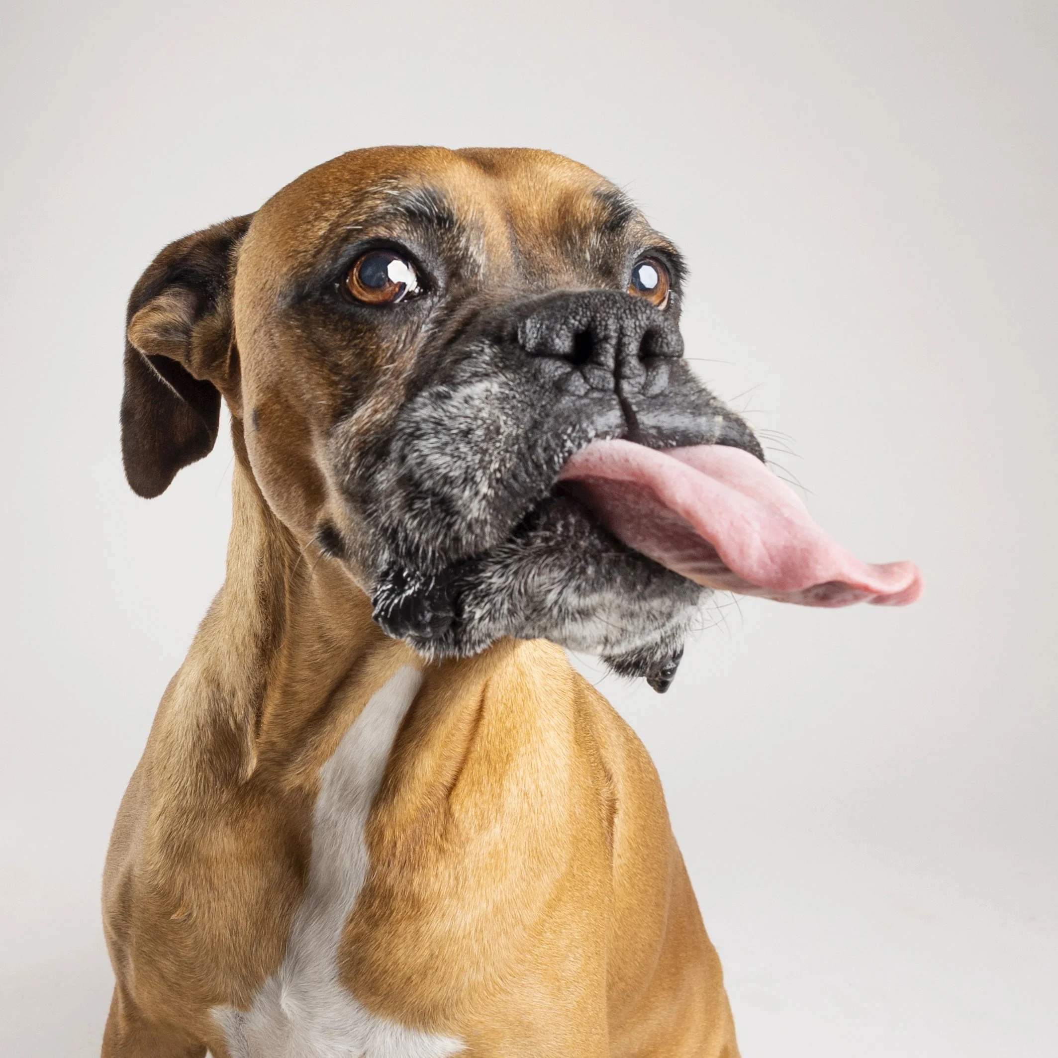 A brown Boxer dog with a white patch on its chest, looking slightly to the side with its tongue sticking out.