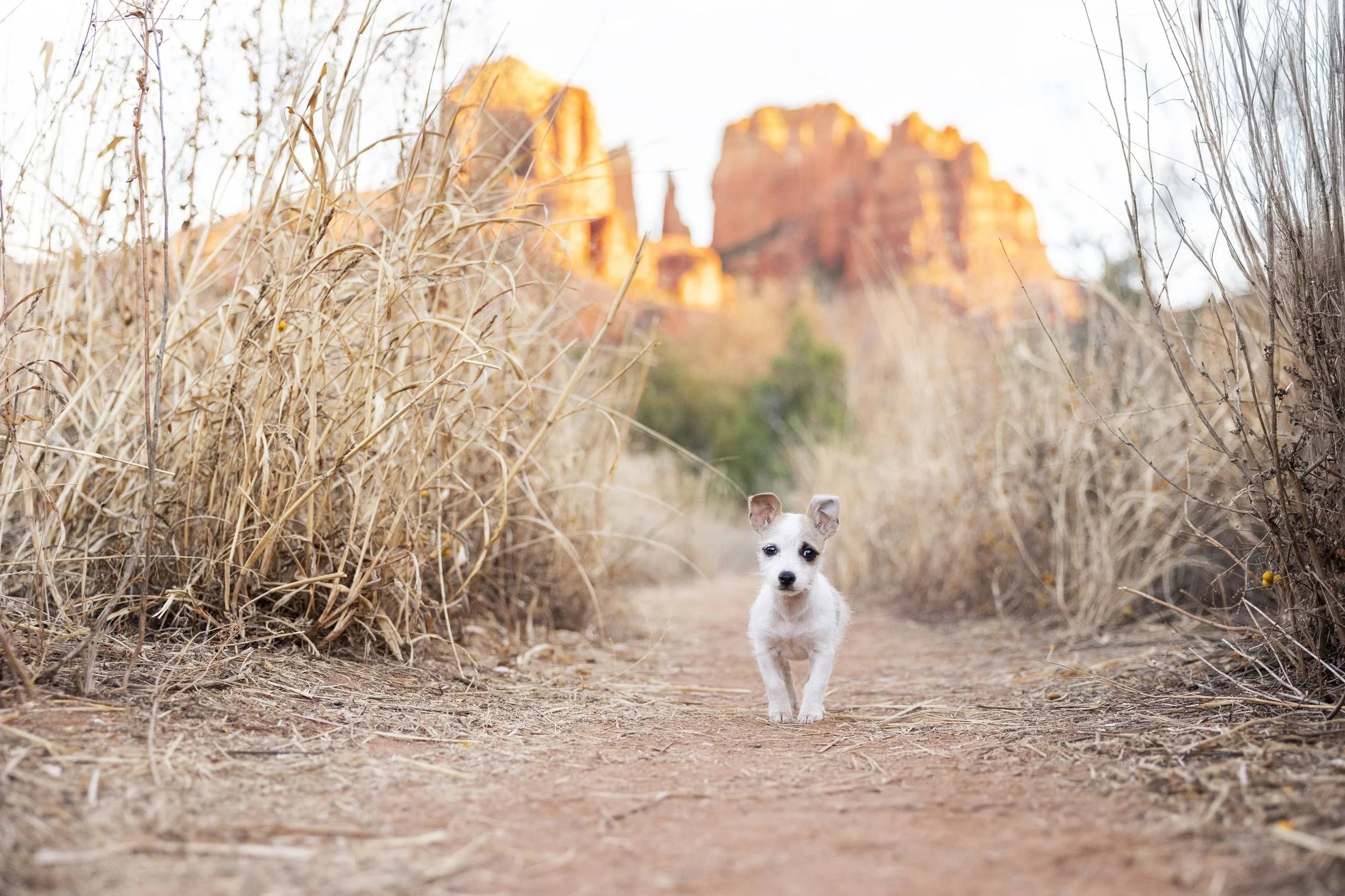 A small white dog with patches of gray walking on a dirt path through dry, brown grass, with red rock formations in the background during sunset.