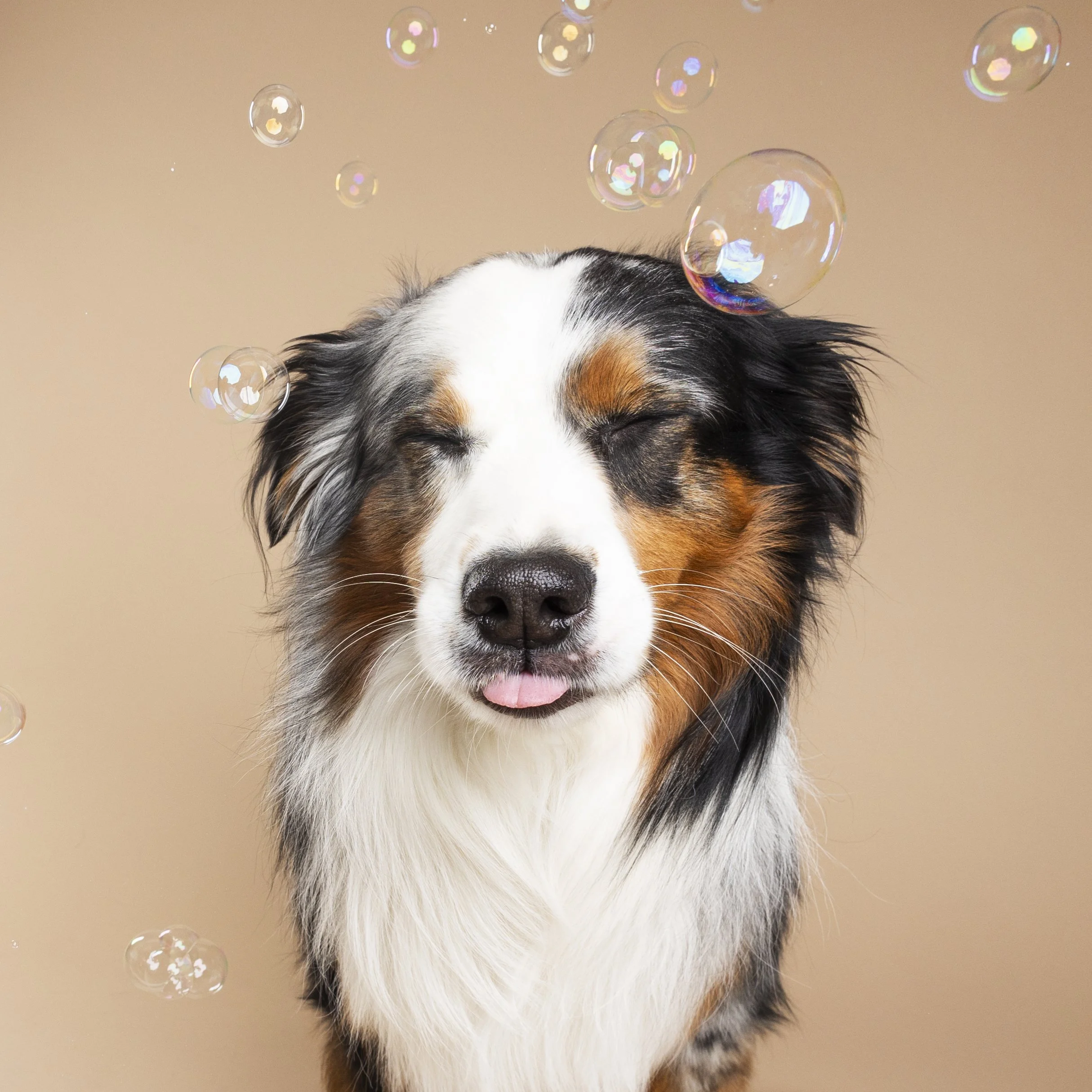 An Australian Shepherd dog with closed eyes and tongue slightly sticking out, surrounded by floating soap bubbles on a plain beige background.