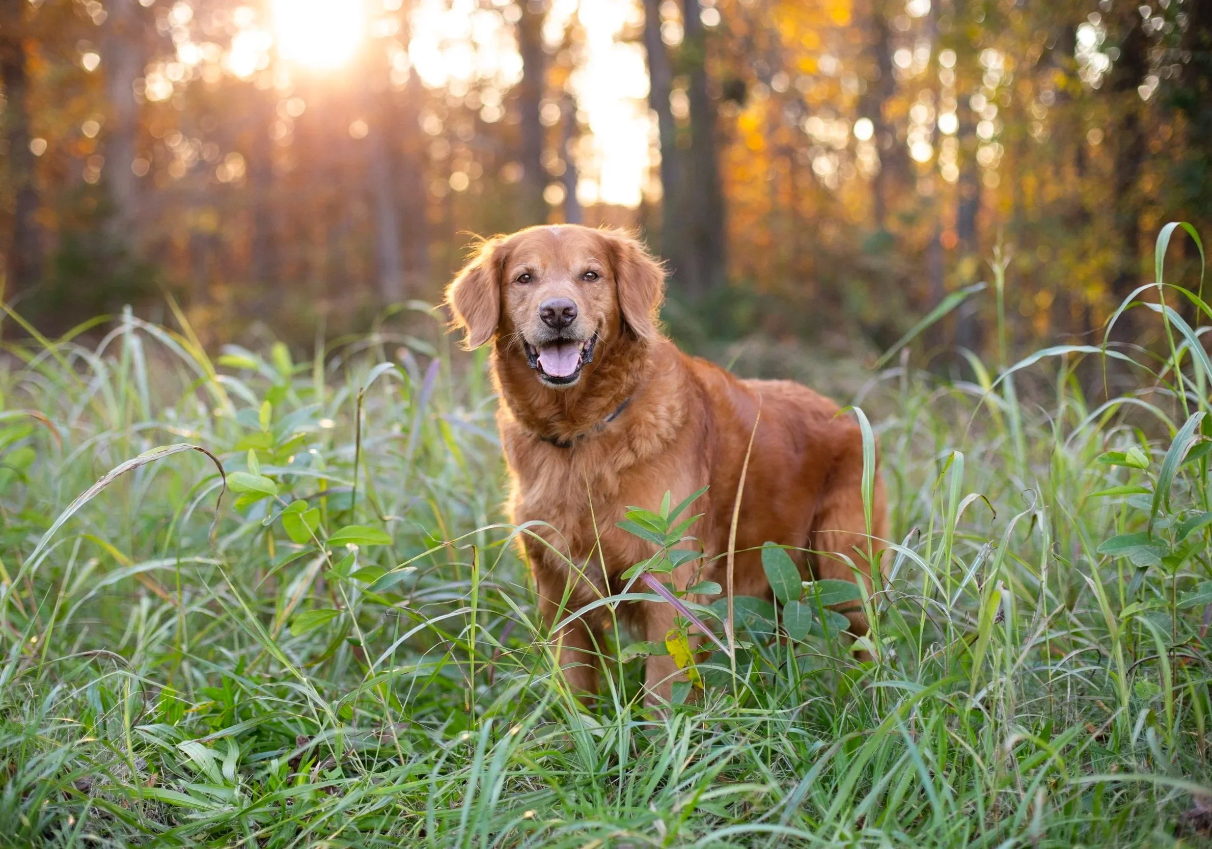 A happy golden retriever dog standing in tall grass in a forest during sunset.
