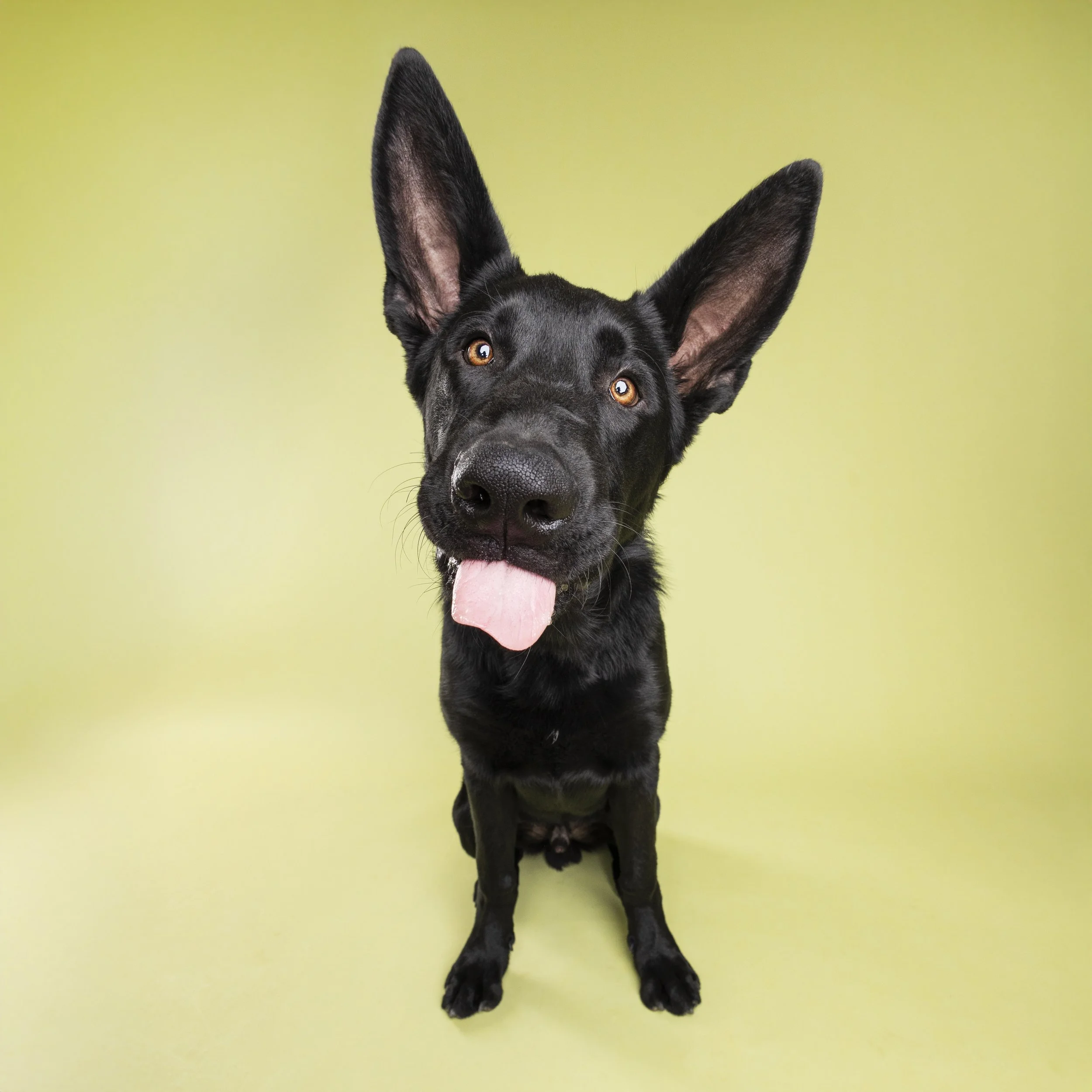 A black dog with large ears sitting against a light green background, with its tongue hanging out and looking directly at the camera.