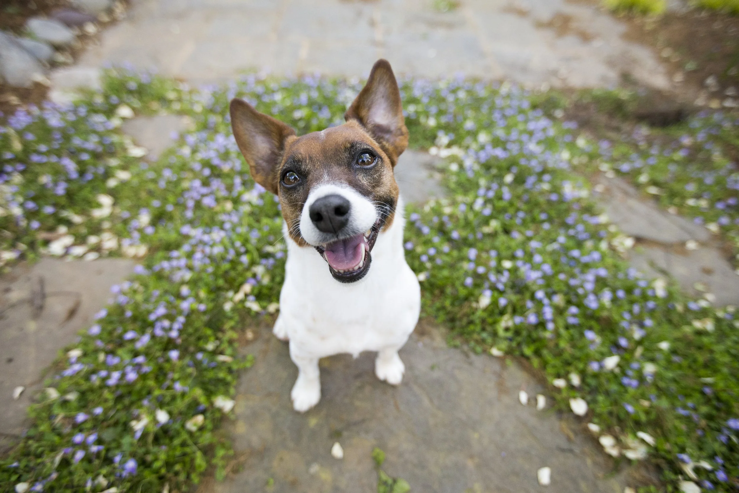A happy dog with a brown and white coat, standing outdoors on a path surrounded by purple flowers and green foliage.