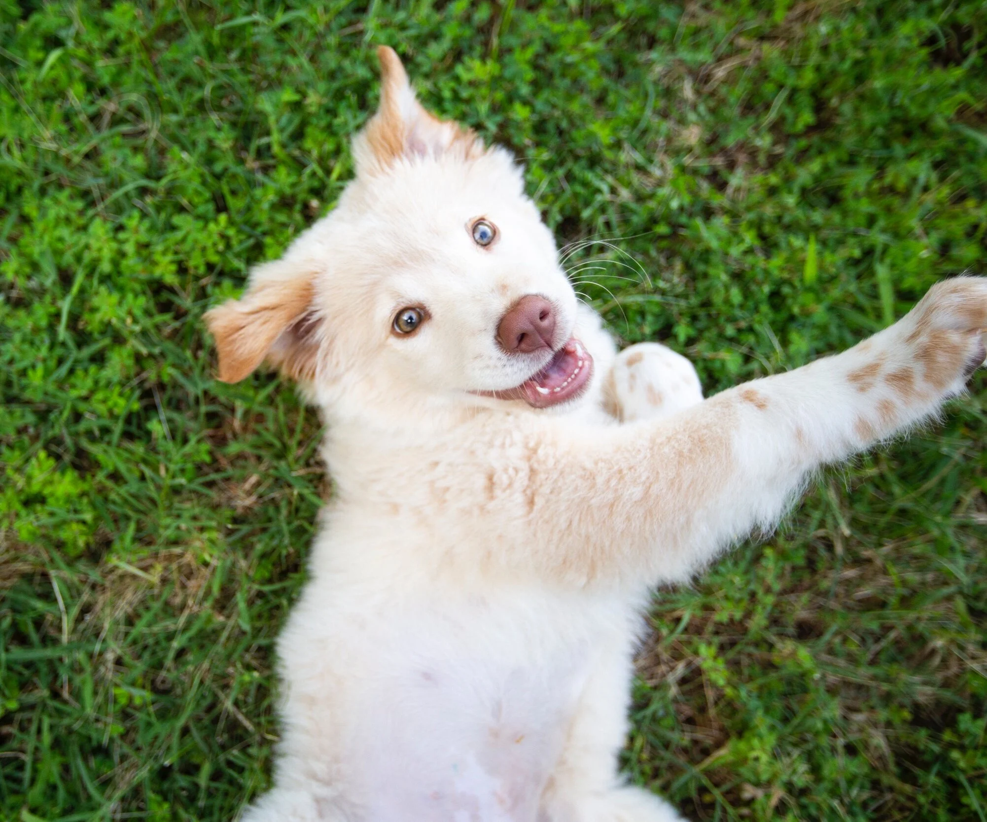 A happy, light-colored puppy with blue eyes lying on green grass and looking up at the camera.