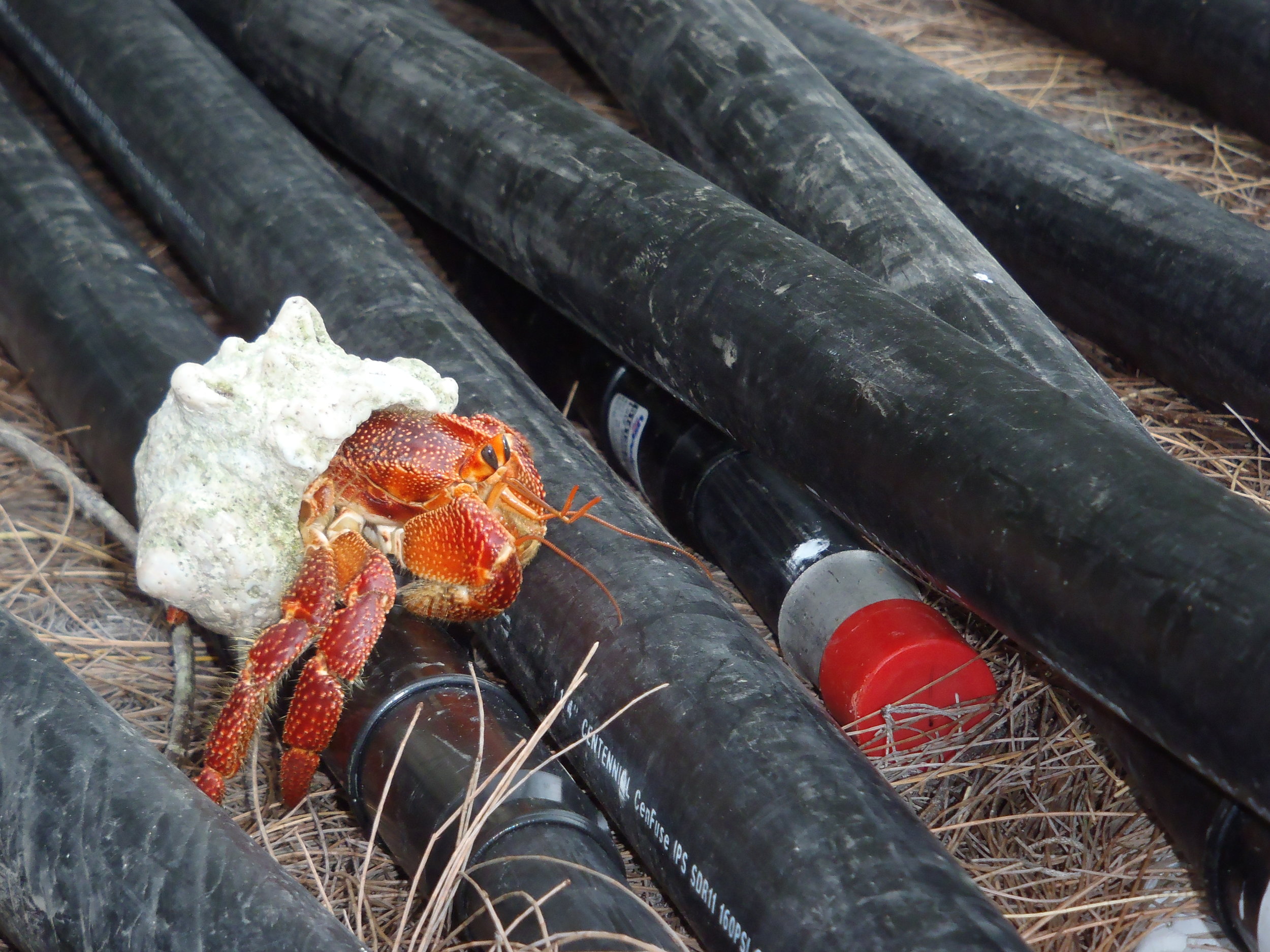 Local wildlife, Wake Atoll - Infrasound array installation - February 2015