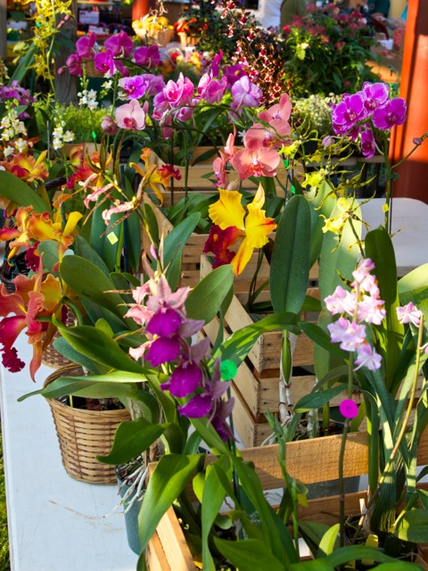 orchids.jpeg