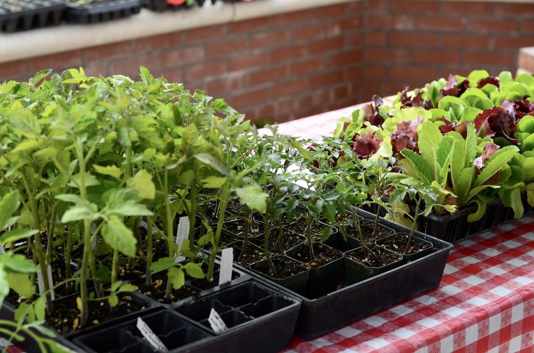 April 22, 2023 Kids Seedling Day Set up .jpeg