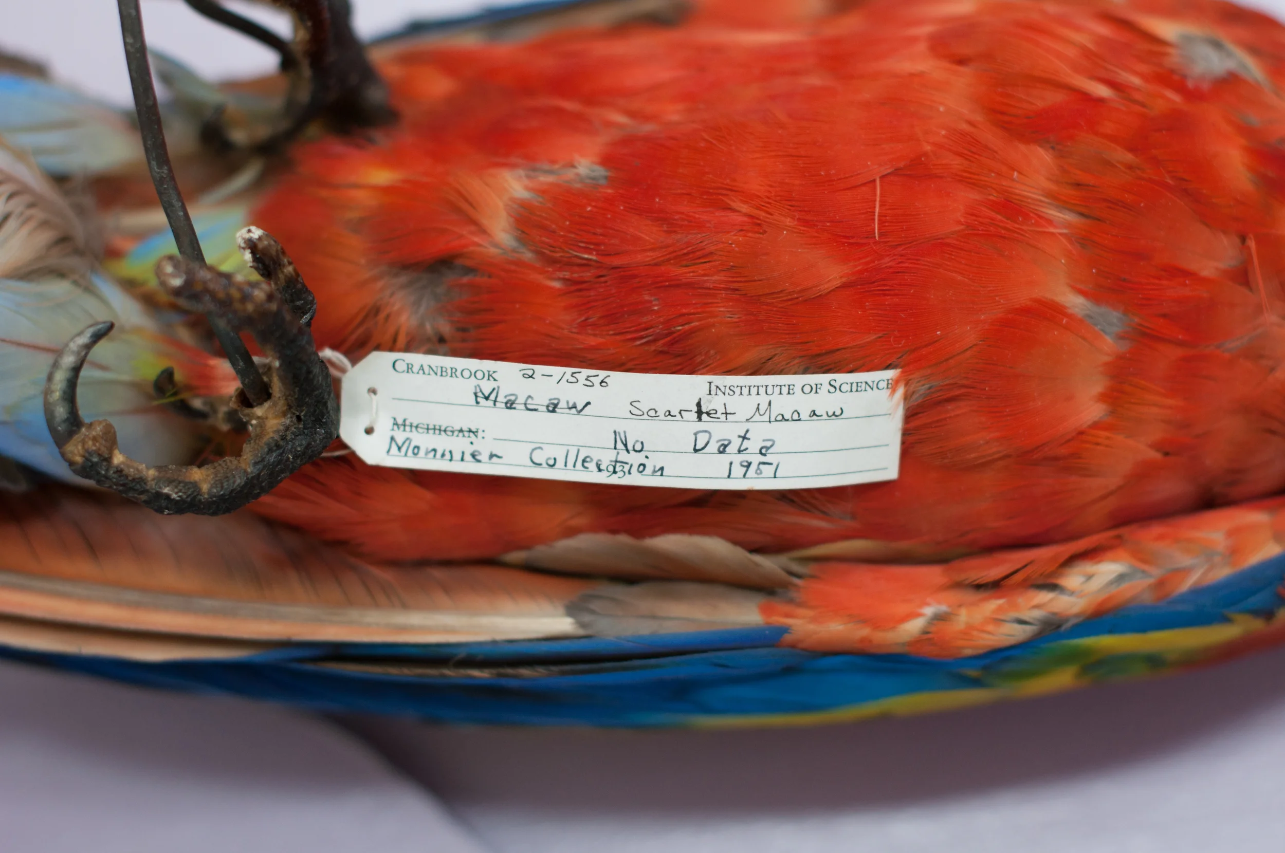 mirror parrot 2014-4.jpg