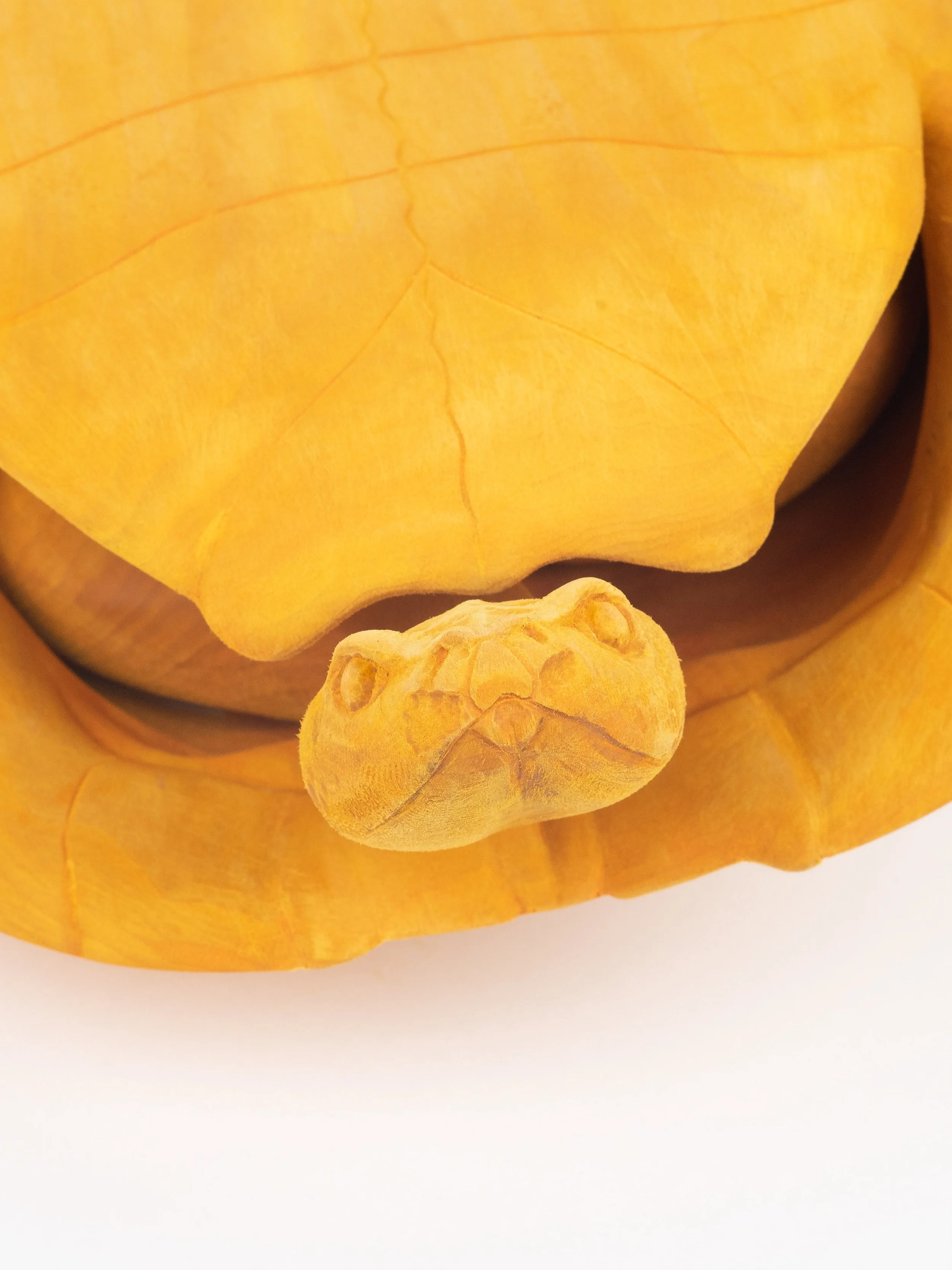 Henrik_M_Soerensen-Turtle- OCHI-3.jpg