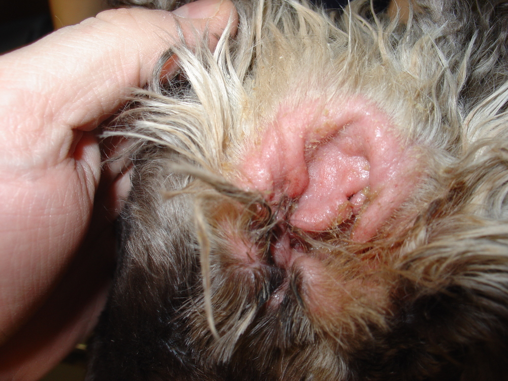 what does it look like when a dog has an ear infection