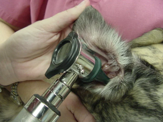 otoscopic-exam.jpg