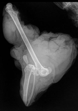 X-ray of Dot's dislocated knee