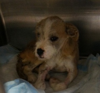 Jessica when she was first brought in