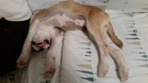  Sleeping gracefully on the couch