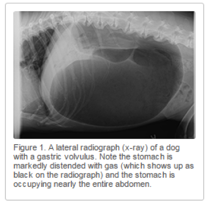 Bloat GDV.png