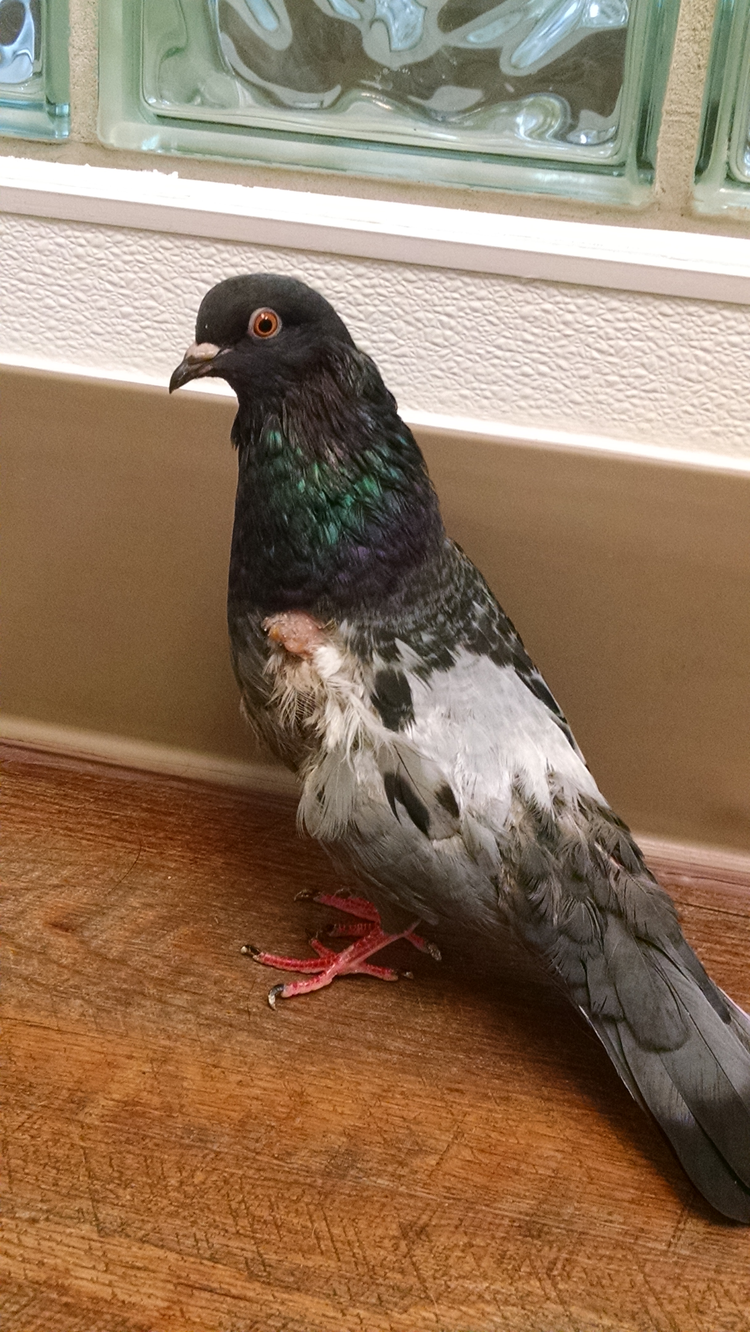 Punky 2 weeks after surgery