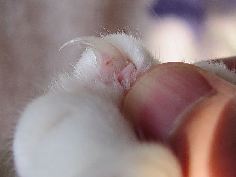 An extended cat claw