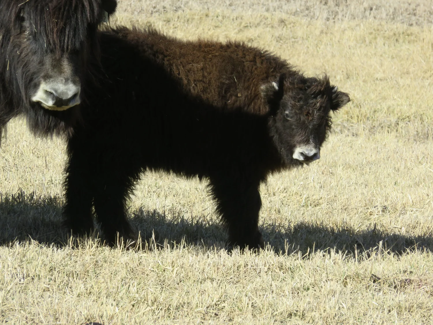 Yaks for Sale in Colorado — Smiling Buddha Yaks