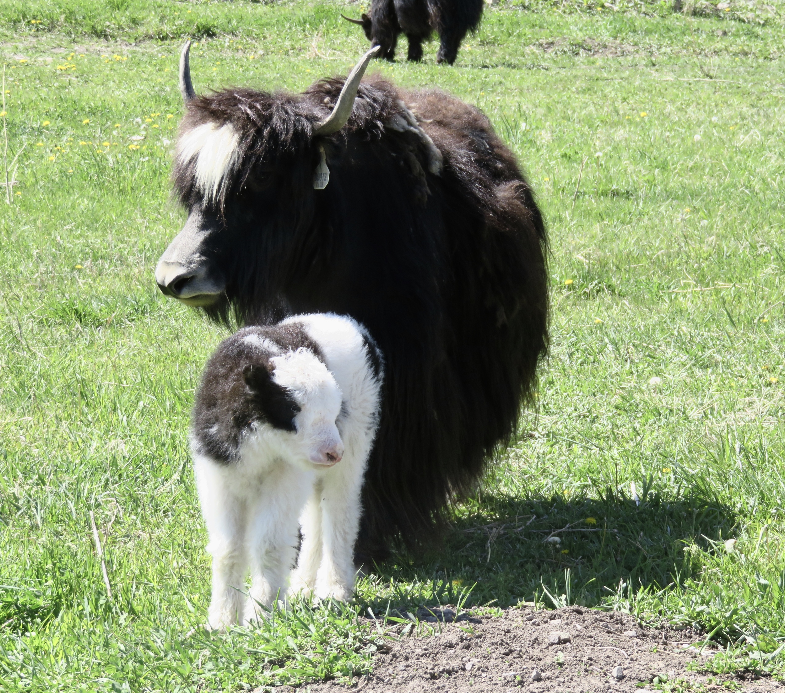 Boots and her calf Devi