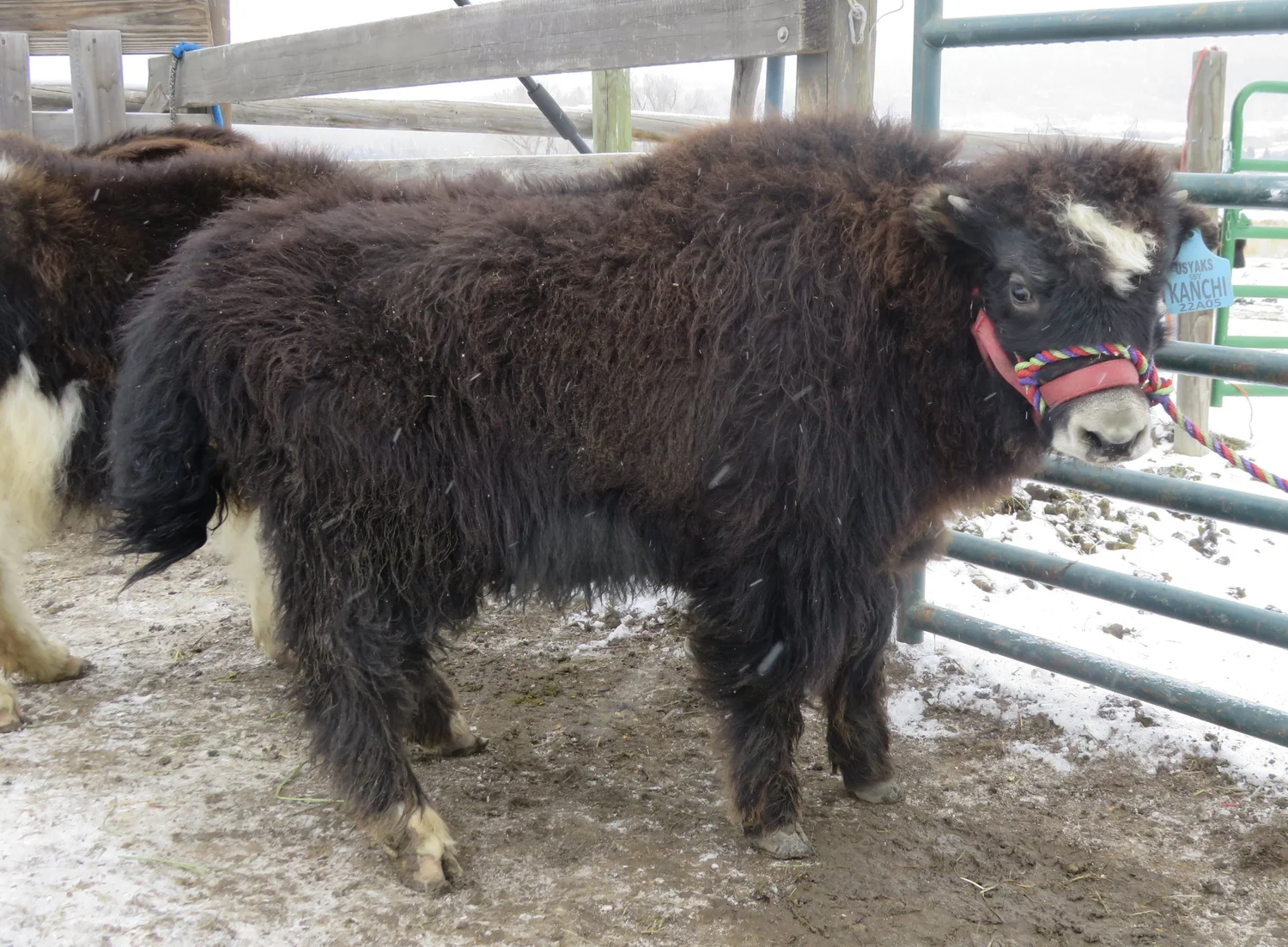 Yaks for Sale in Colorado — Smiling Buddha Yaks