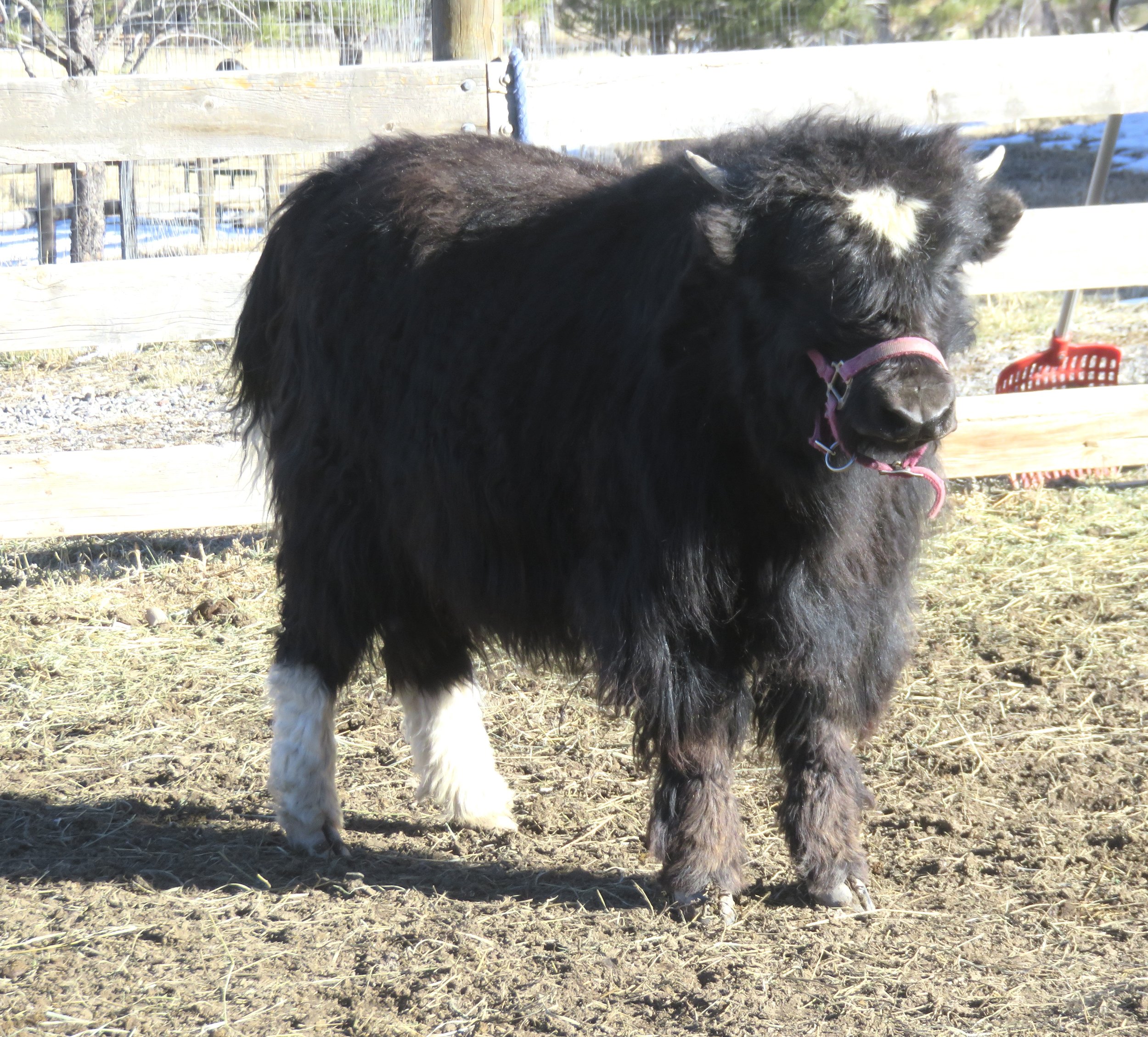 Yaks for Sale in Colorado — Smiling Buddha Yaks