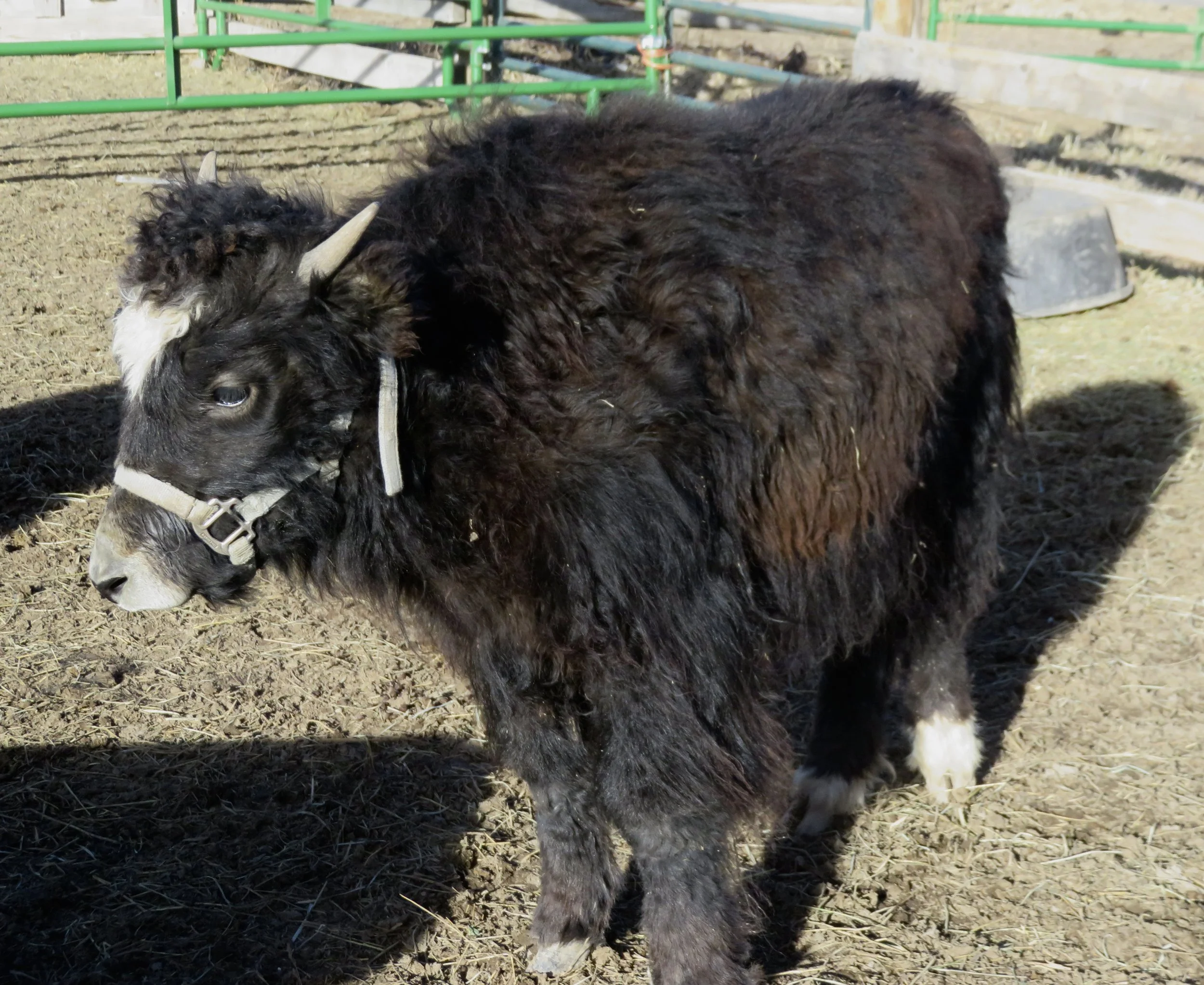 Yaks for Sale in Colorado — Smiling Buddha Yaks