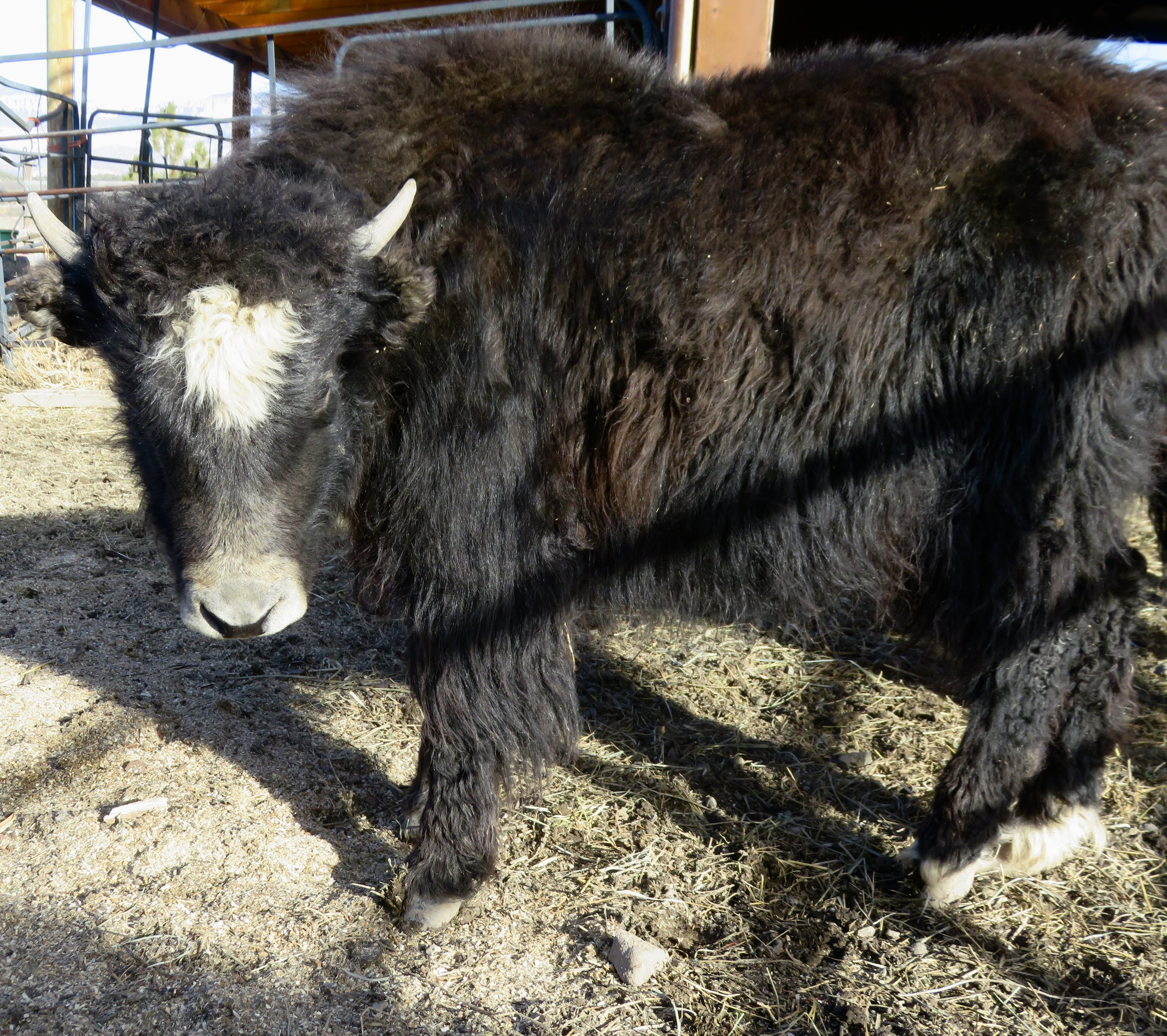 Yaks for Sale in Colorado — Smiling Buddha Yaks