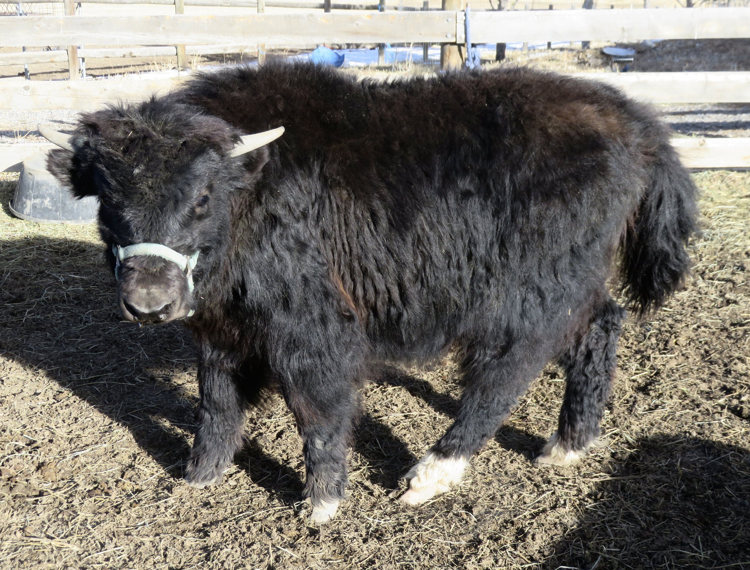Yaks for Sale in Colorado — Smiling Buddha Yaks