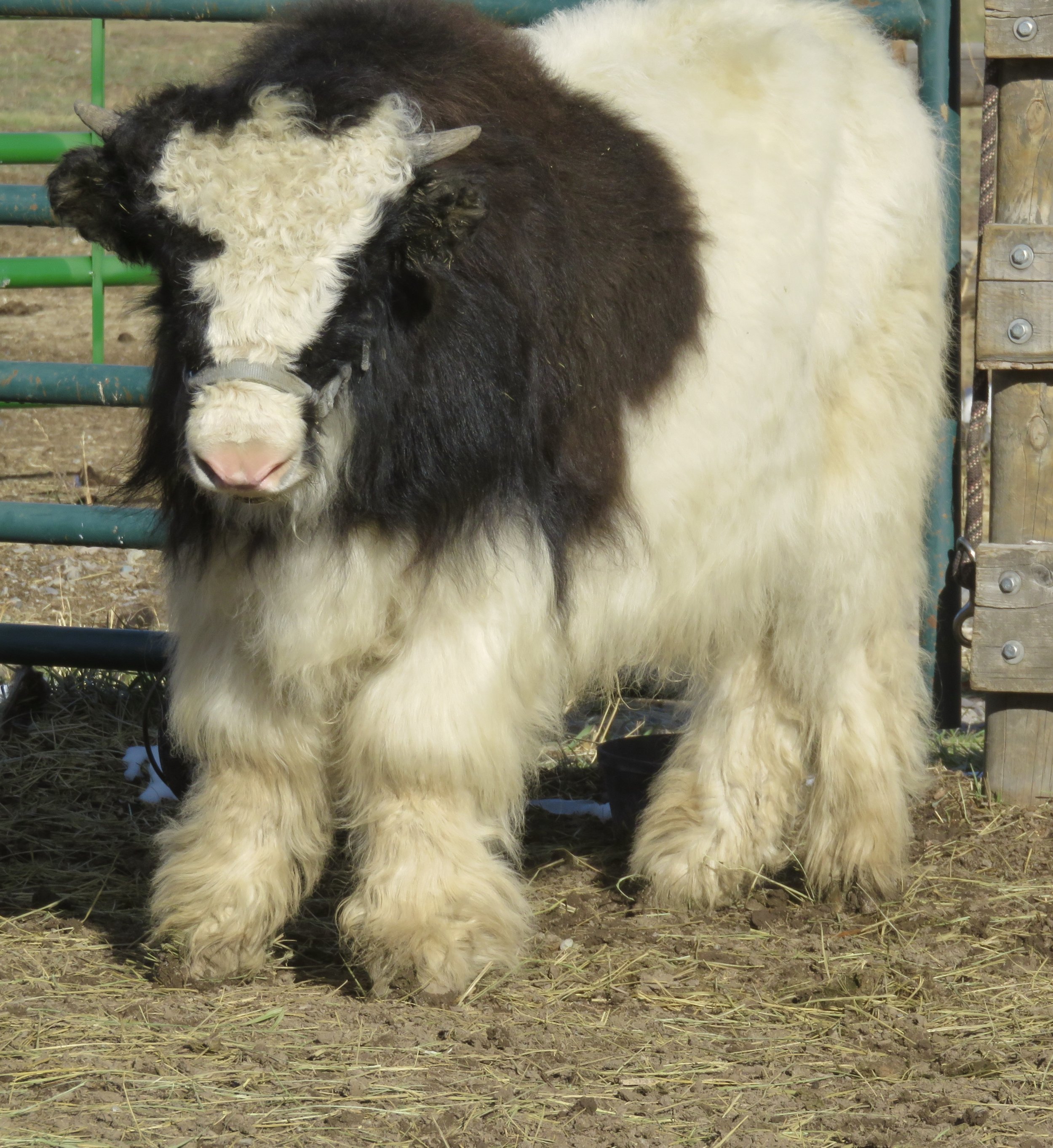 Raising Yaks for Breeding Stock, Meat, Fiber and Pack Animals — Smiling  Buddha Yaks