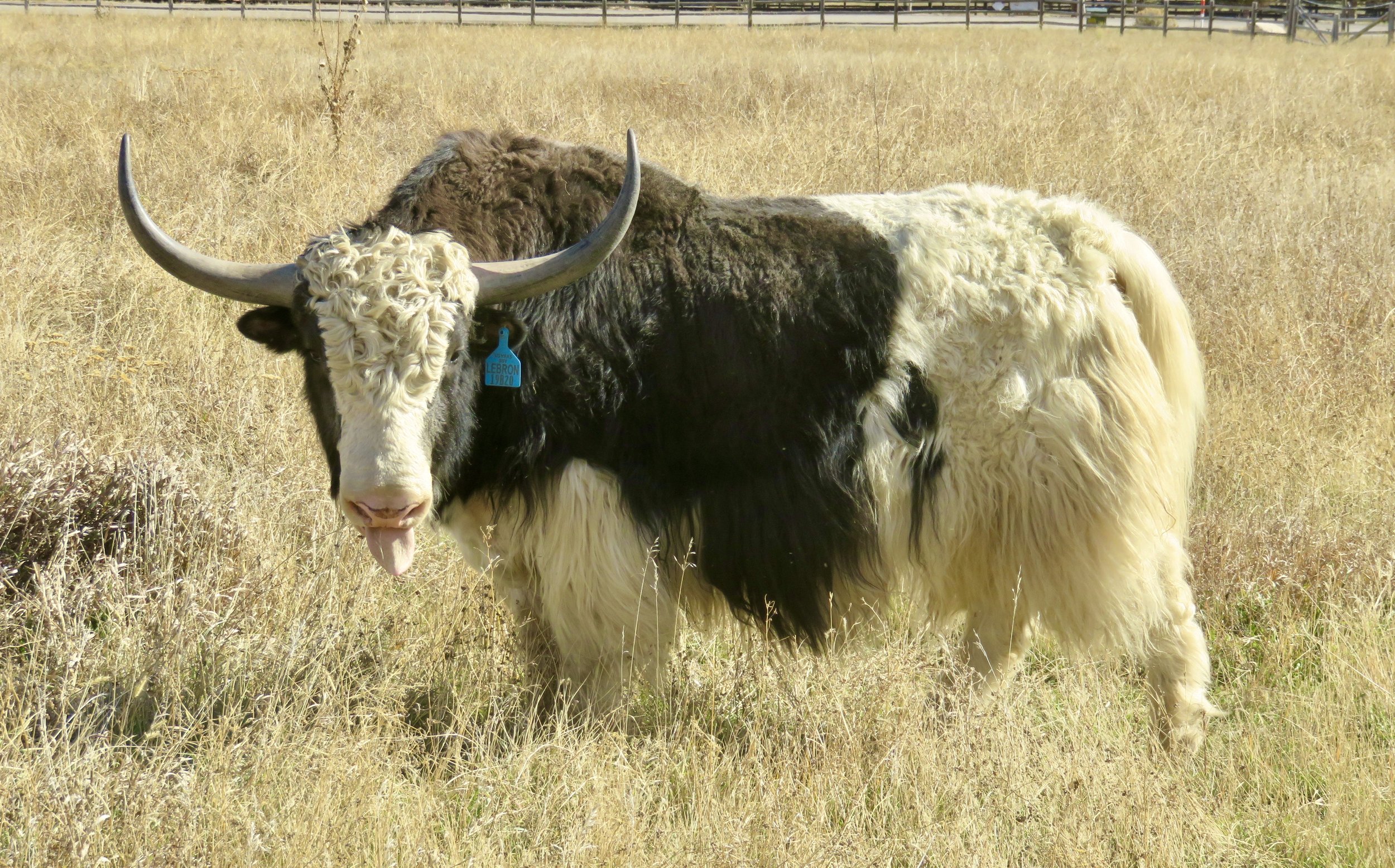Yaks for Sale in Colorado — Smiling Buddha Yaks