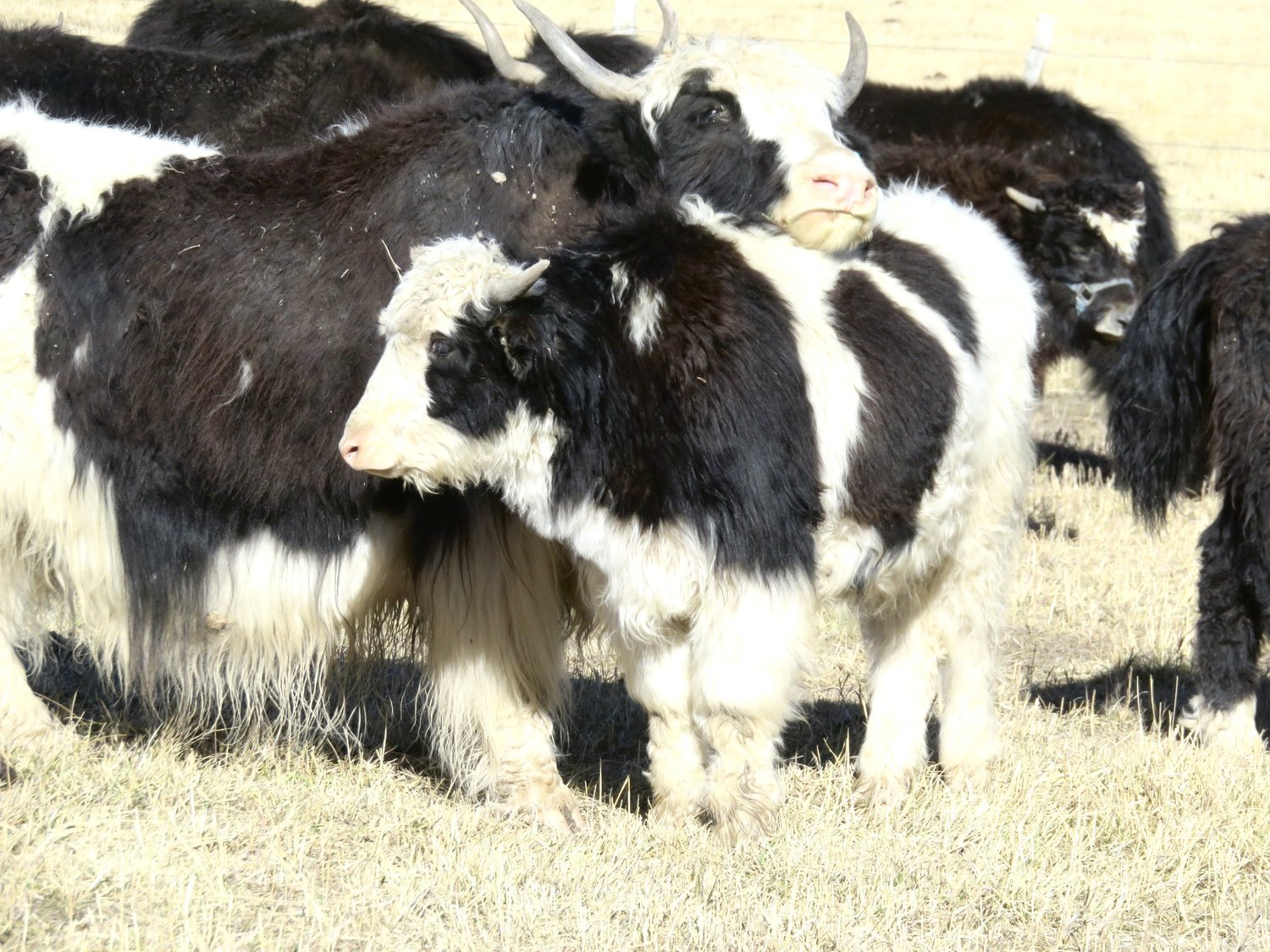 Yaks for Sale in Colorado — Smiling Buddha Yaks