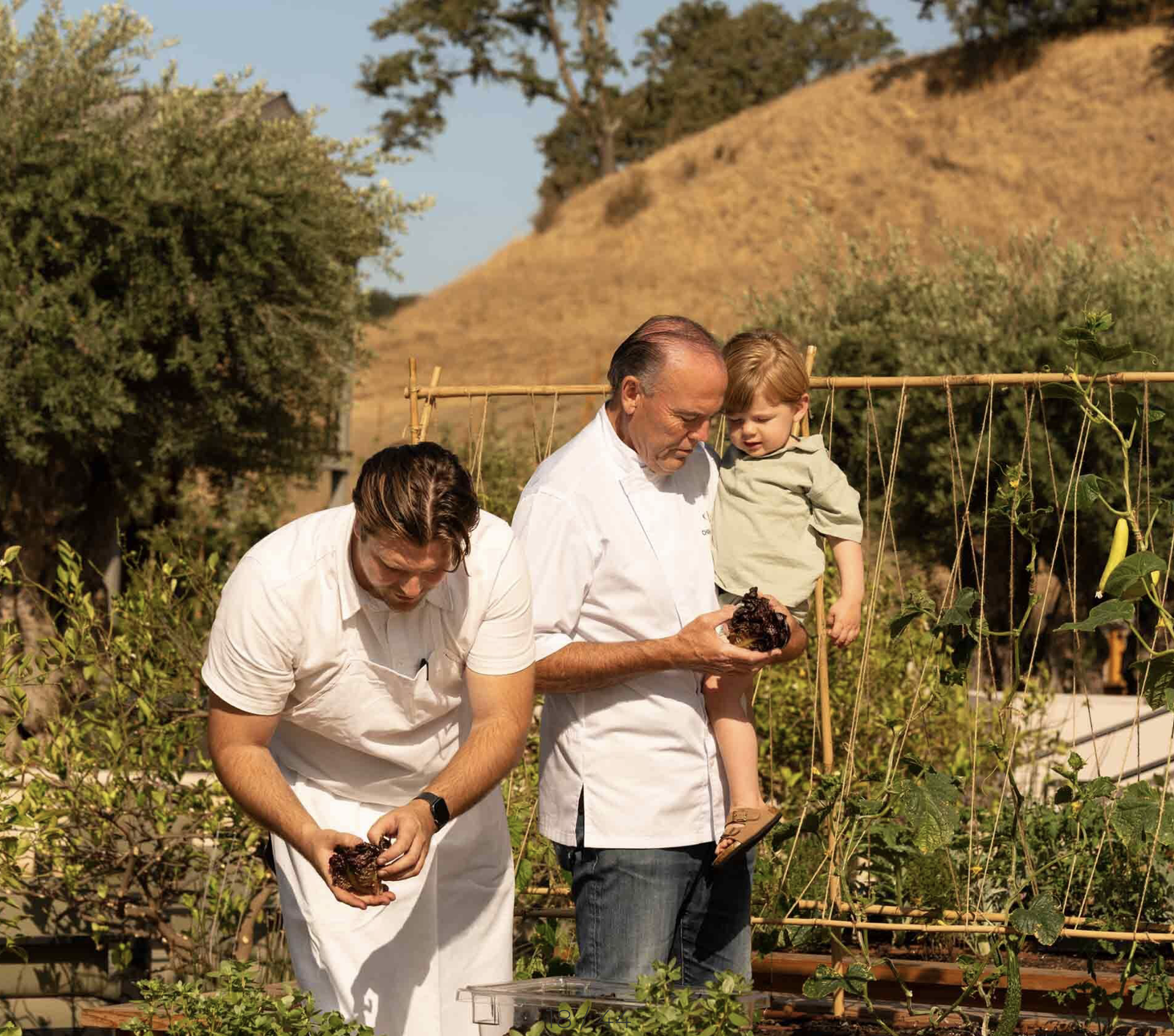 Two chefs and a child harvesting fresh vegetables in a garden, examining leafy greens among bamboo trellises and hillside plants.