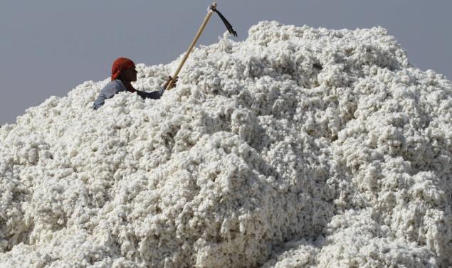 Cotton workers are constantly exposed to the chemicals required for cotton 