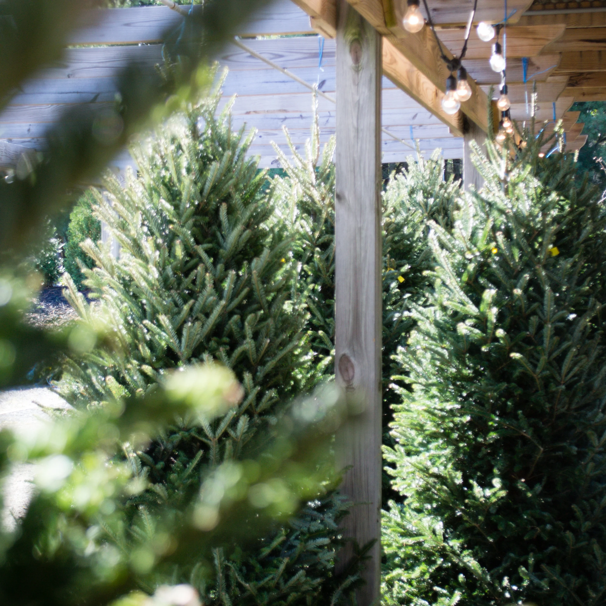 Christmas_trees_at_bast_brothers.jpg